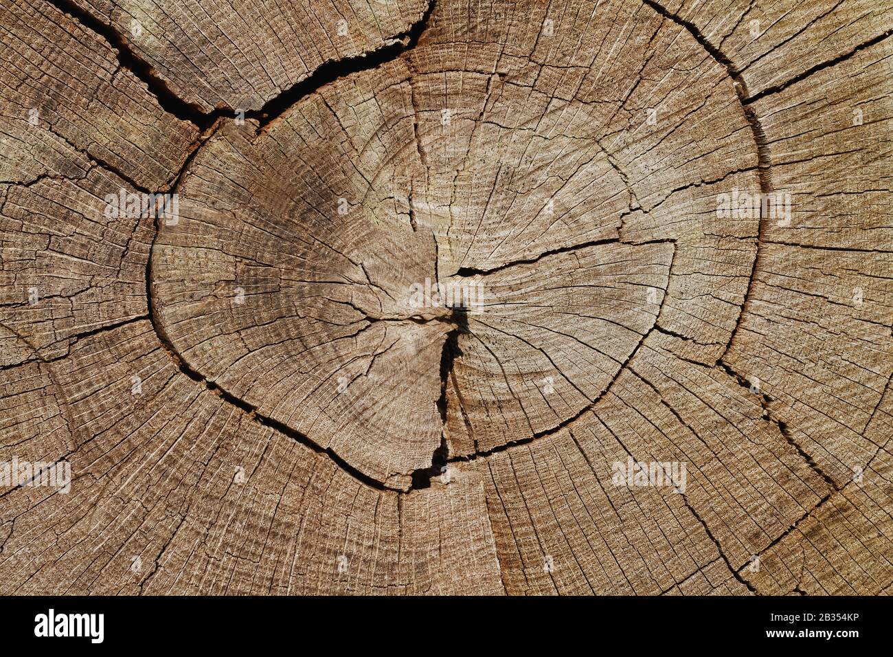 Bois Contexte: Clôture En Coupe Transversale De L'Arbre De Chêne À Revêtement Trame Banque D'Images