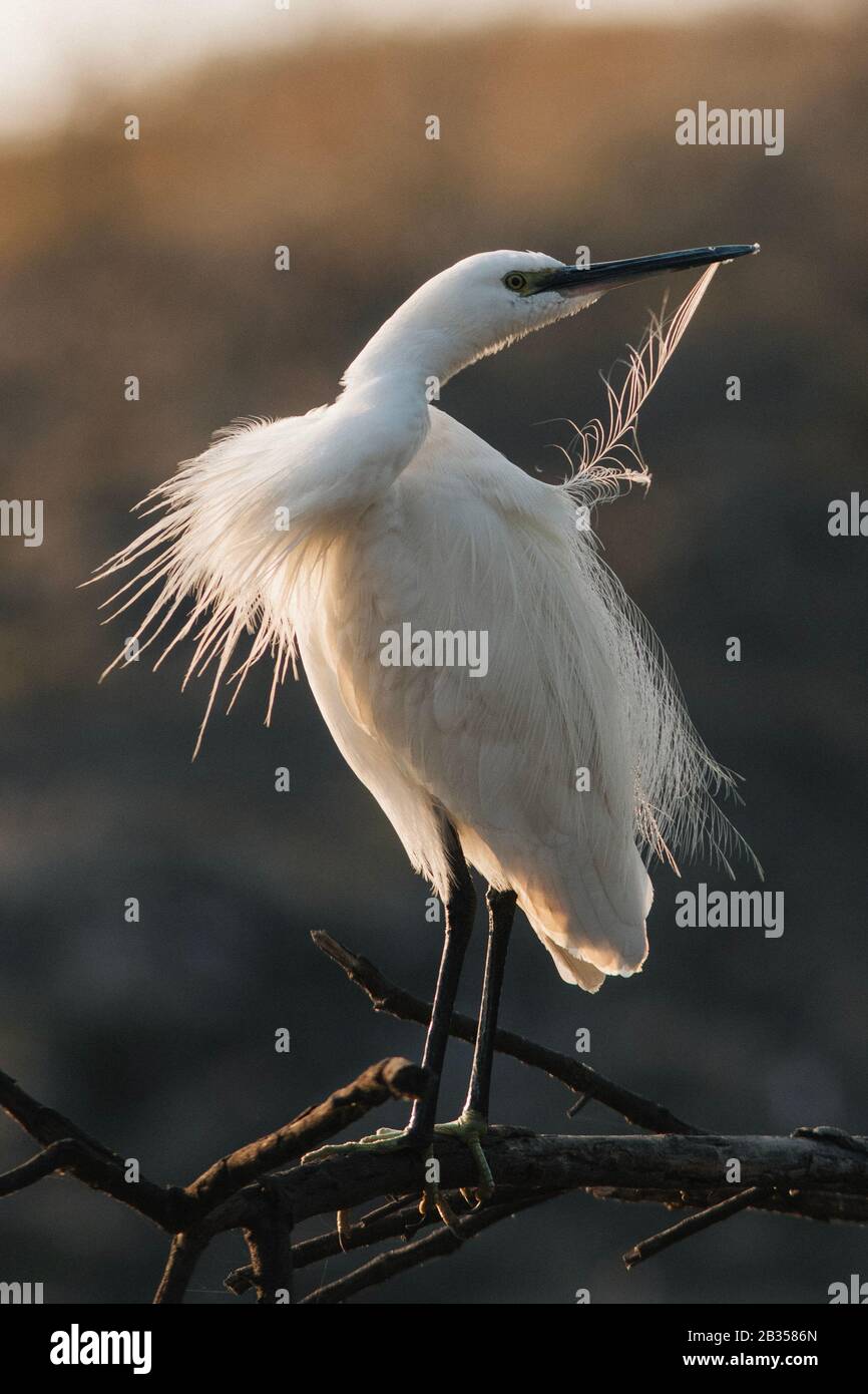 Egret préening au Bharatpur Bird Sanctuary en Inde Banque D'Images