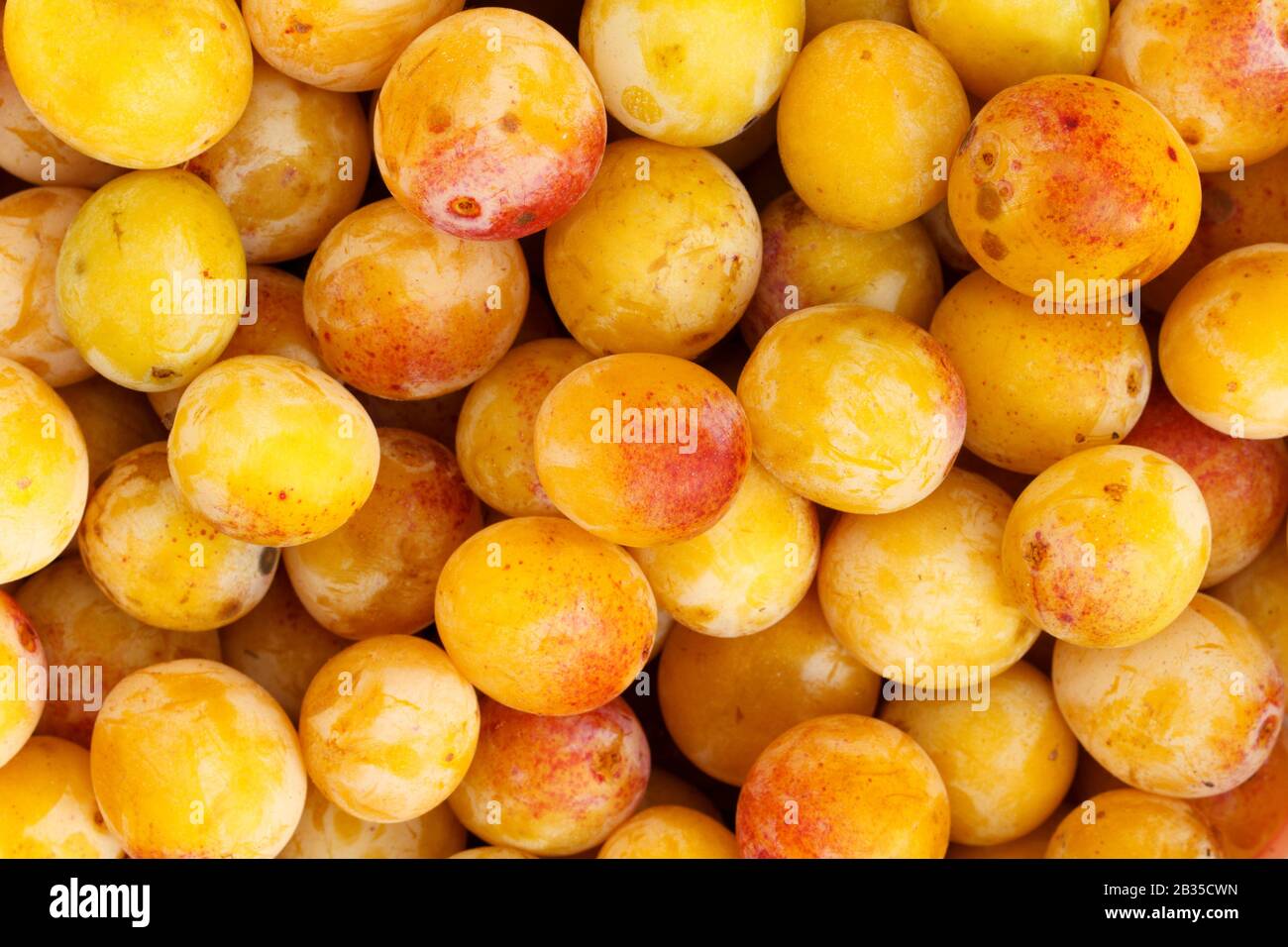 Mirabelles - Fraîchement Cueillies : gros plan de mirabelles fraîchement cueillies, montrant en partie leur film naturel de cire blanche Banque D'Images