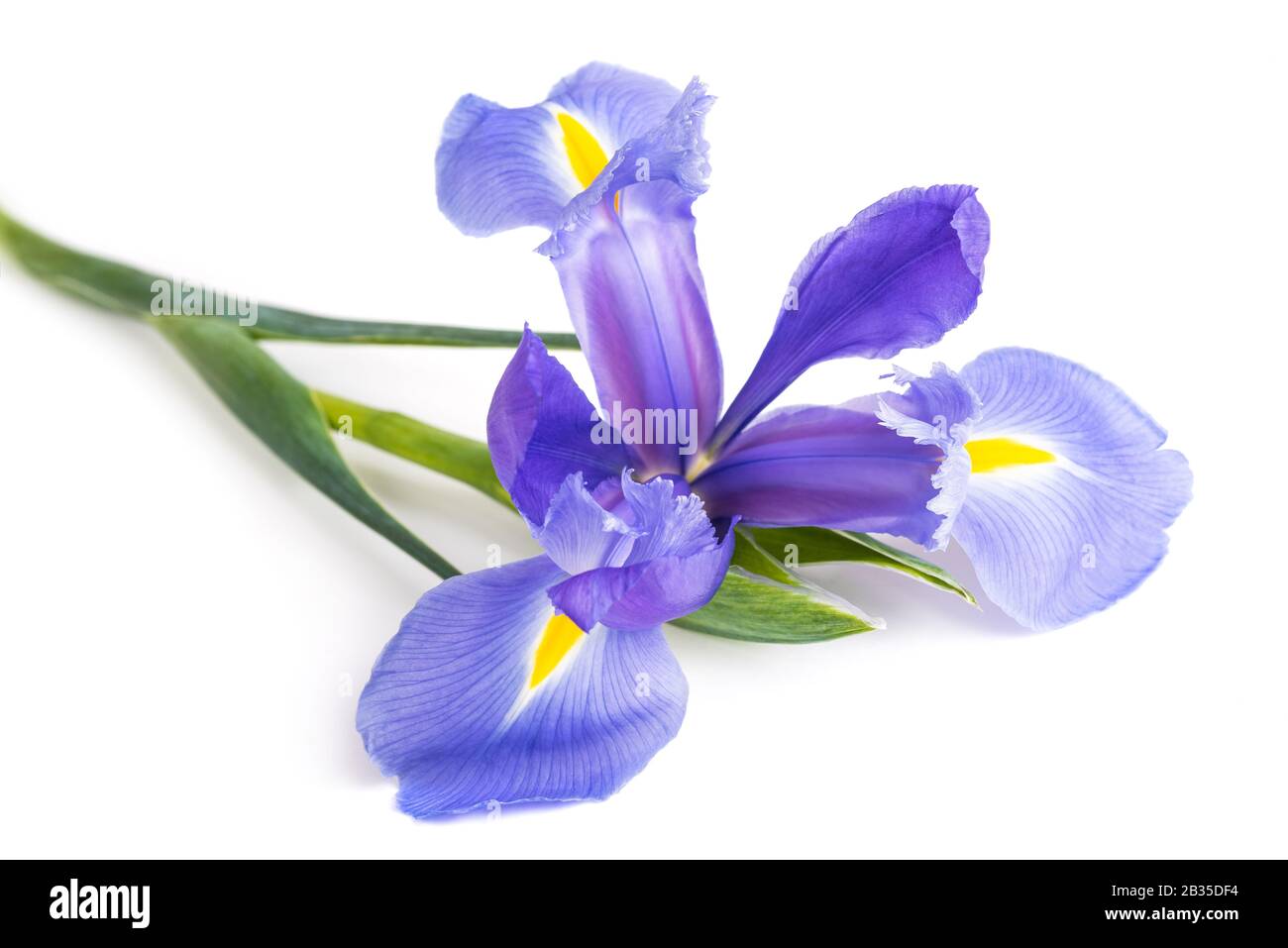Iris flower isolated on white background Banque D'Images