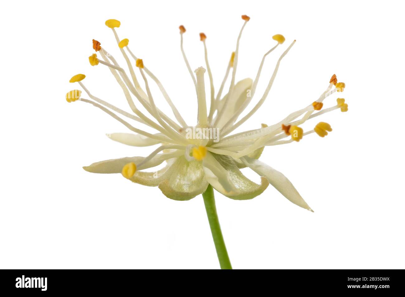 Fleur de tilleul isolé sur fond blanc Banque D'Images