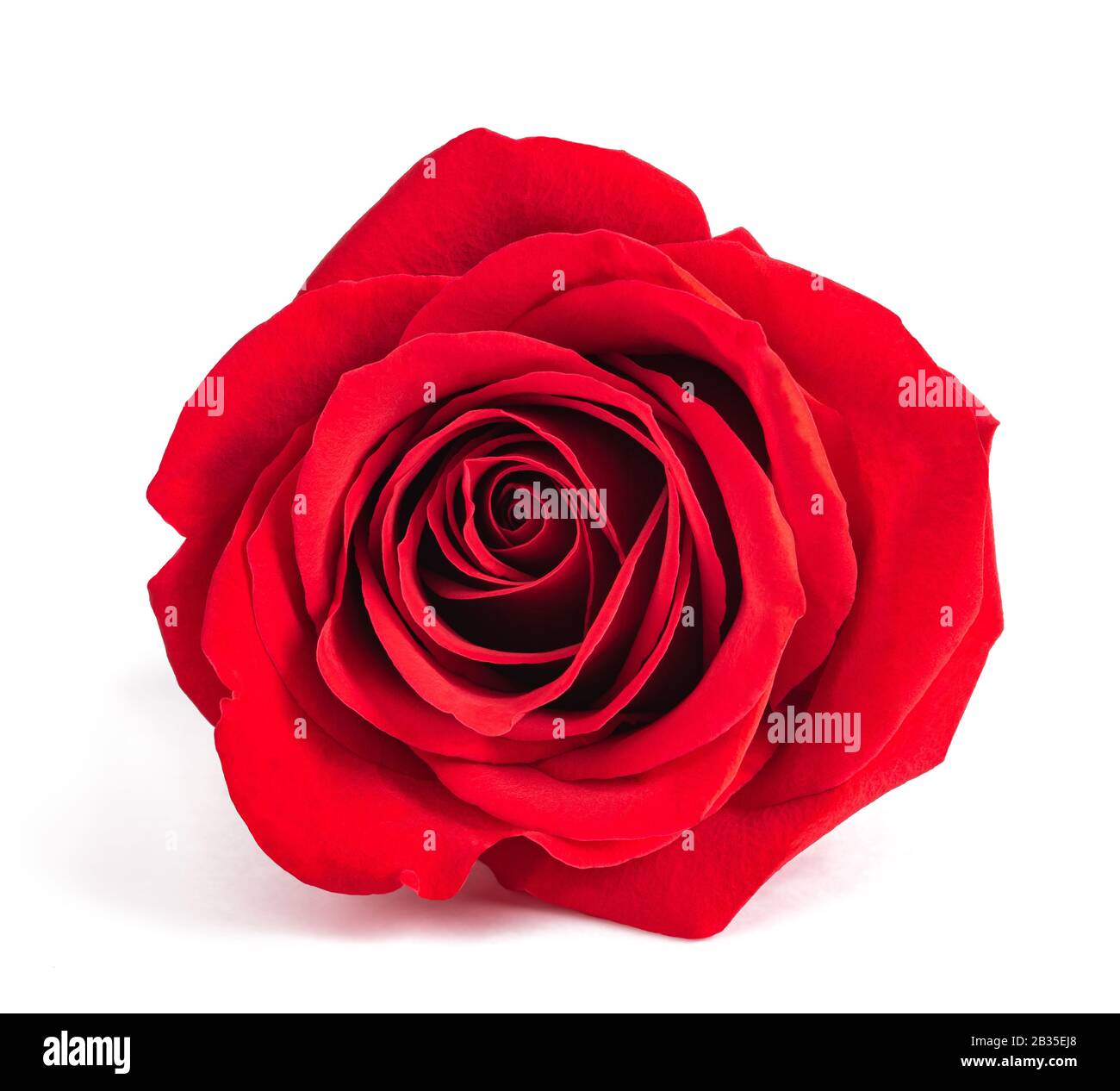 Fleur rose rouge isolé sur fond blanc Banque D'Images