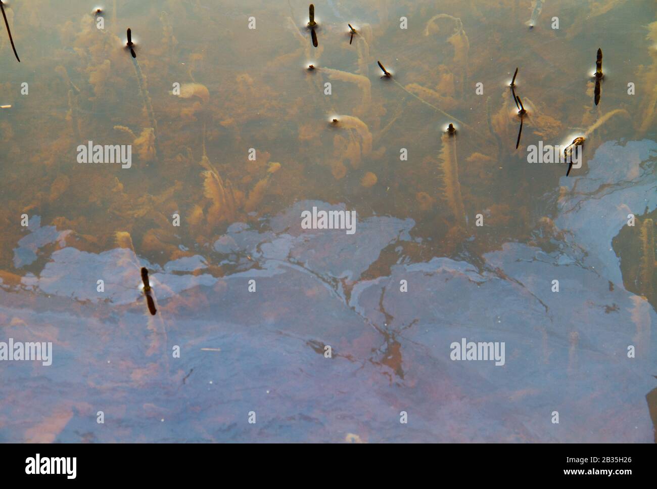 Infiltration d'eaux souterraines riches en fer dans une petite rivière, formant une fine couche d'oxyde et d'hydroxyde de fer Banque D'Images