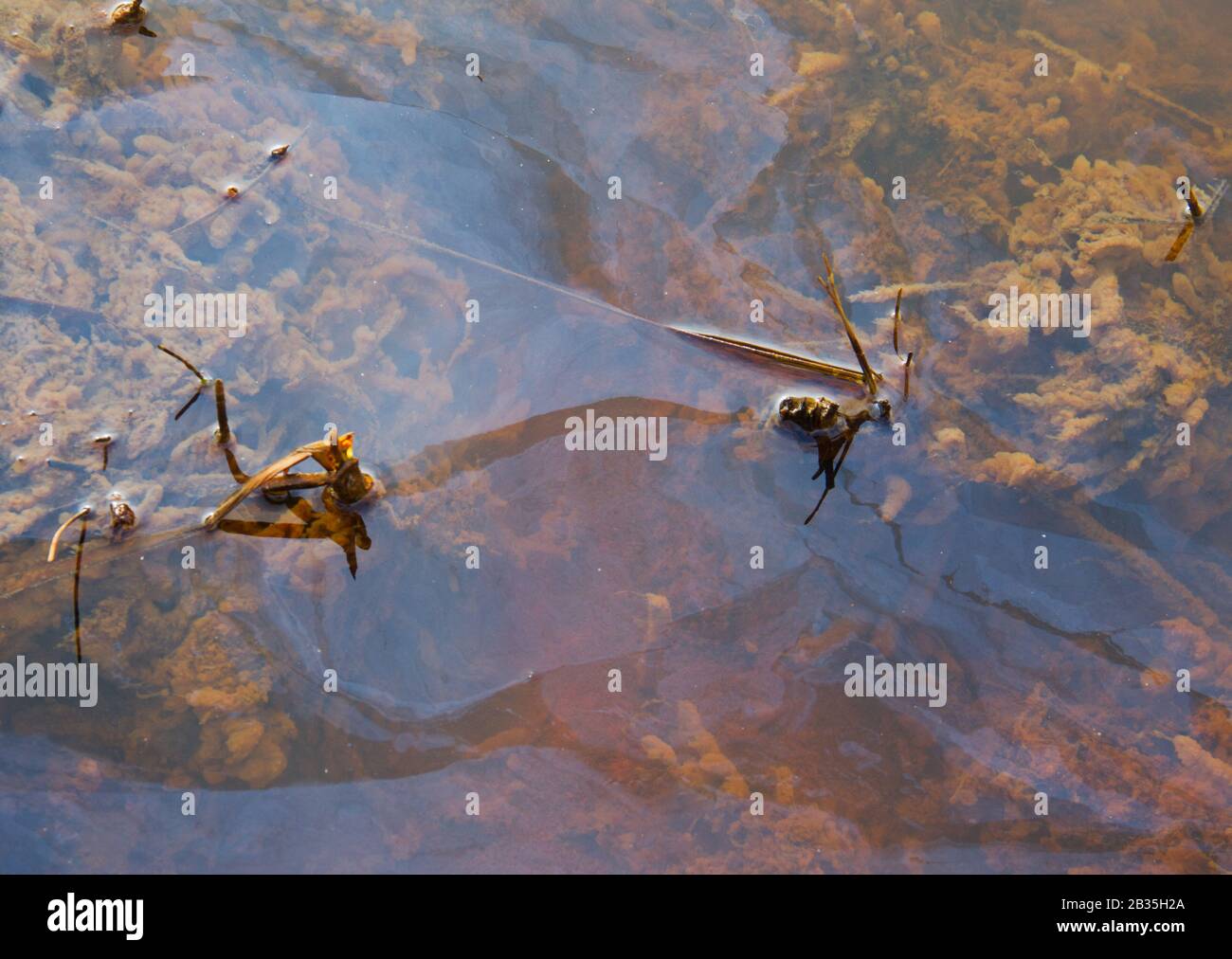 Infiltration d'eaux souterraines riches en fer dans une petite rivière, formant une fine couche d'oxyde et d'hydroxyde de fer Banque D'Images