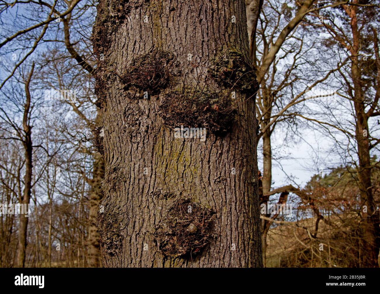 Bermersyde, Scottish Borders, Écosse, Royaume-Uni. 4 mars 2020, tronc d'arbre avec ce qui semble être un visage Spooky avec les yeux, le nez et la bouche et la langue s'écartant, formé naturellement par des grognements sur l'écorce de l'arbre. Banque D'Images