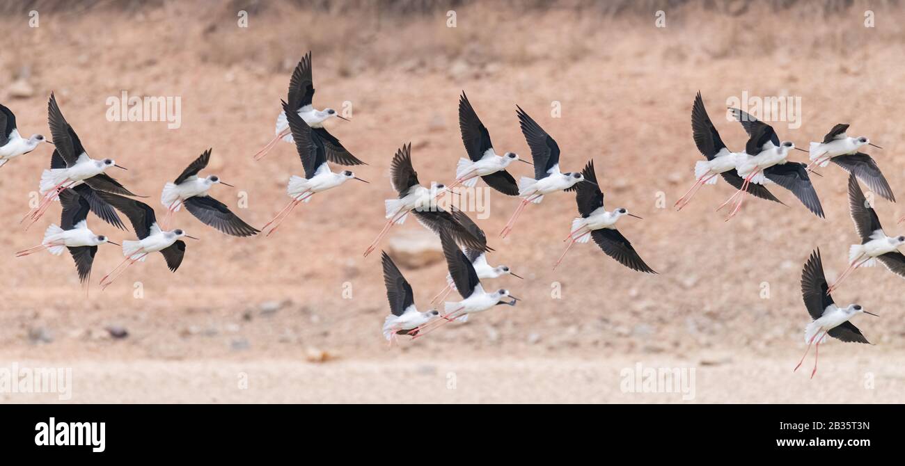 Un floqué de bascule à ailes noires volantes Banque D'Images