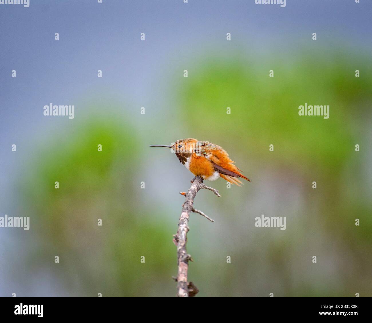 Allen (colibri Selasphorus sasin) est perché sur une branche à l'Supulveda la Réserve de faune du bassin, Van Nuys, CA, USA. Banque D'Images