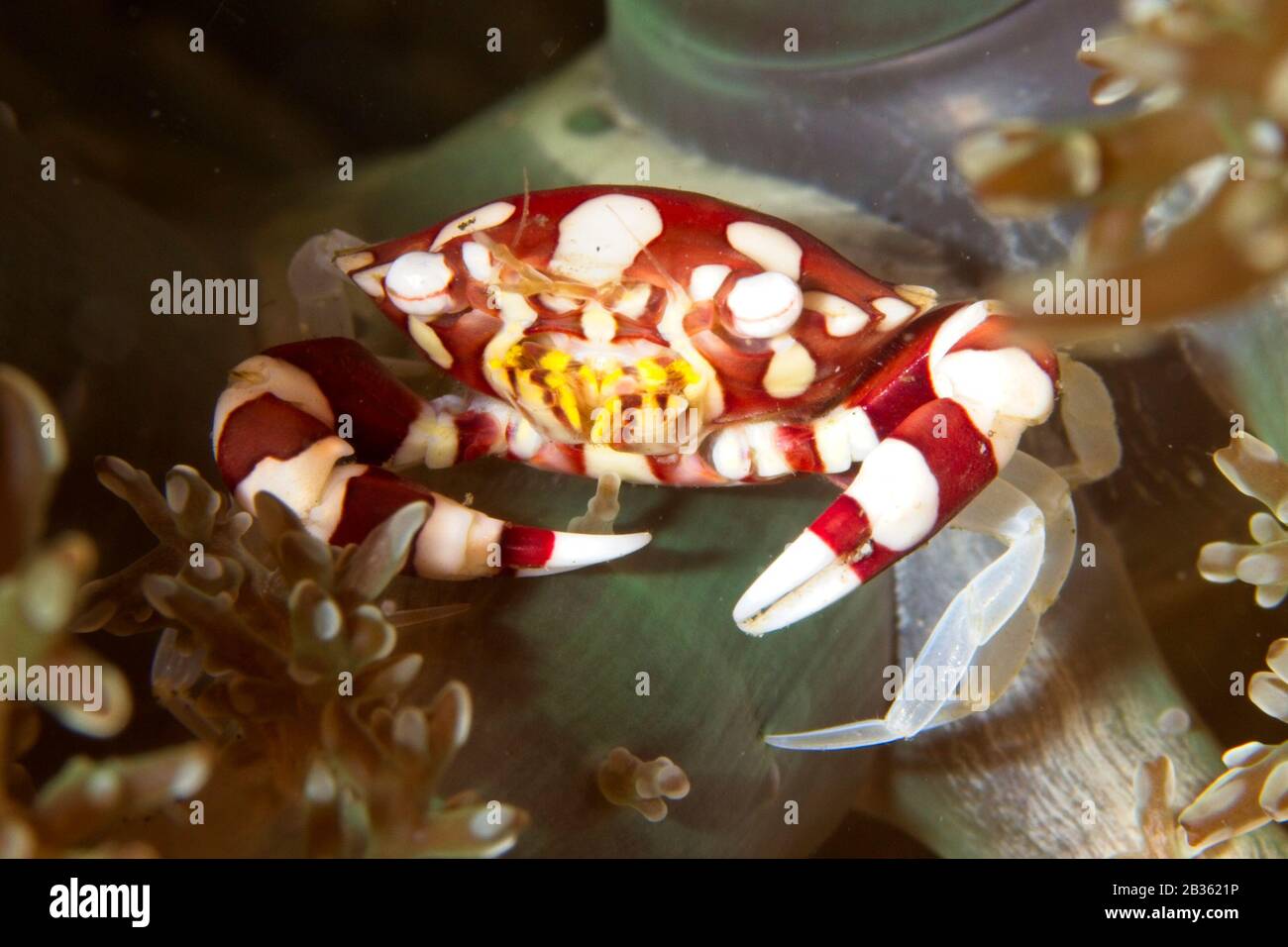 Crabe arlequin (Lissocarcinus laevis) détroit de Lembeh, Indonésie Banque D'Images