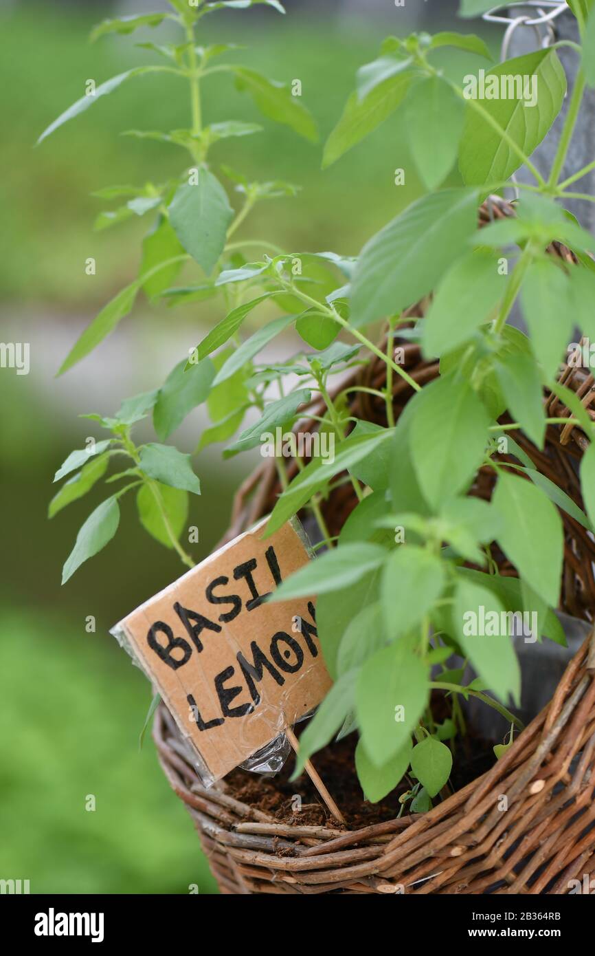 Citron basilic plante ingrédient frais de croissance Banque D'Images