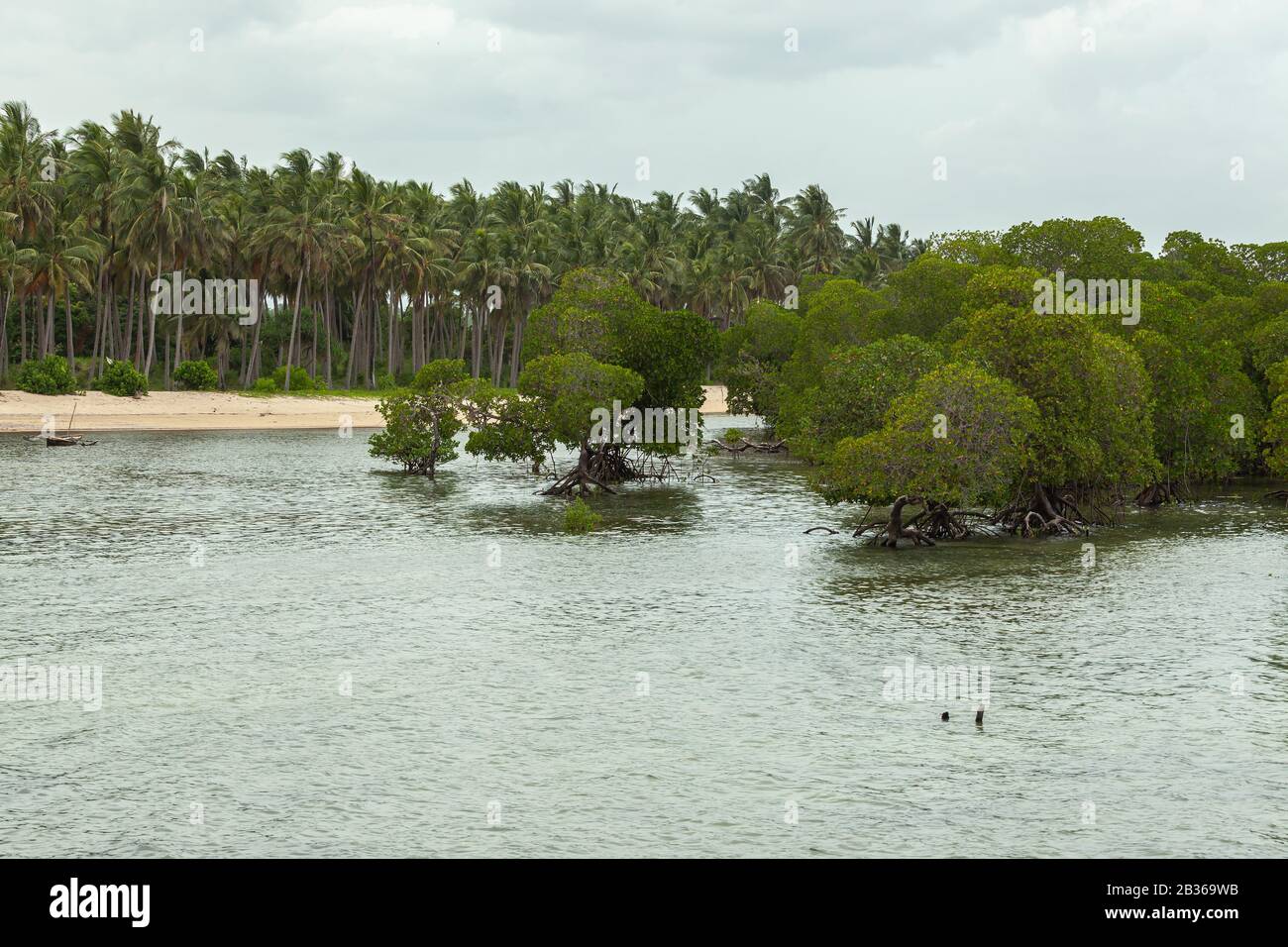 Mangrove - Kenya - côte est Banque D'Images