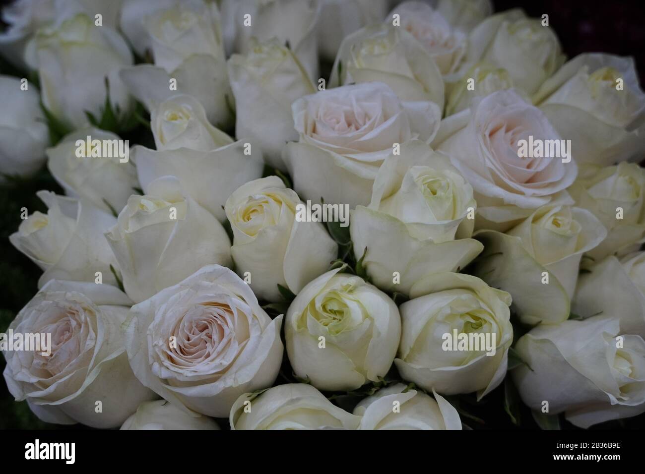 Fond Roses Blanches. Variété de roses blanches dans le beau bouquet.  Bouquet de mariée de rose blanche dans des couleurs vives dans la boutique  de fleurs sur le marché Photo Stock -