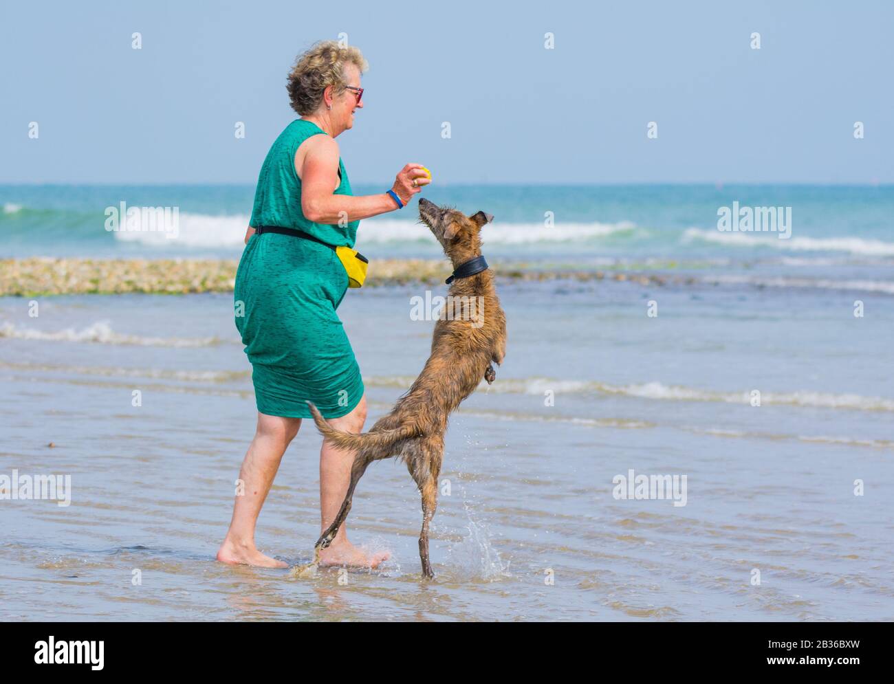 Femme jouant avec un Scottish Deerhound Lurcher chien sur une plage sur une journée chaude en été au Royaume-Uni. Banque D'Images