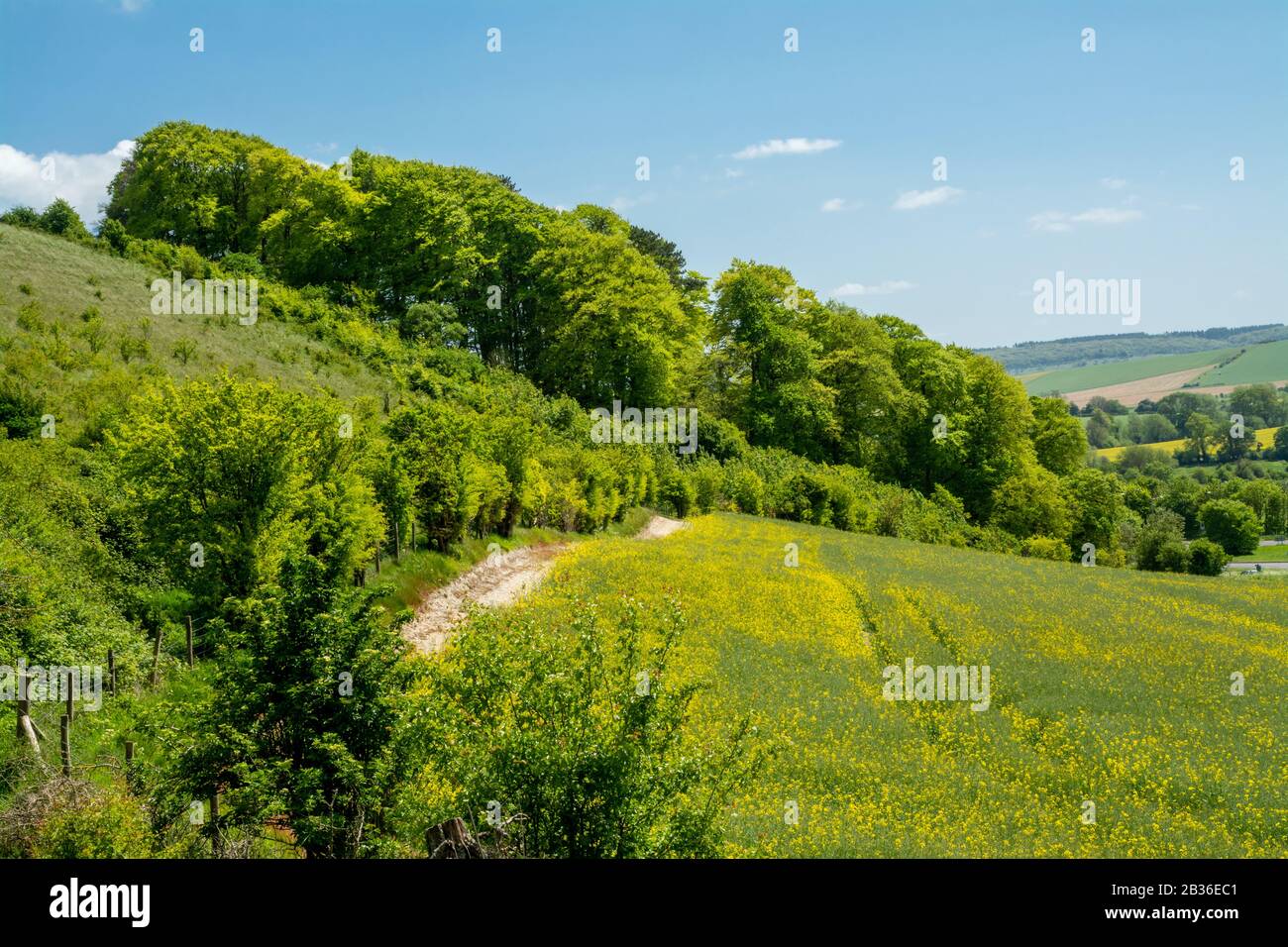 Vue sur Cotley Hill, le paysage de la campagne du fond de craie et un SSSI, Wiltshire, Angleterre, Royaume-Uni, en mai Banque D'Images