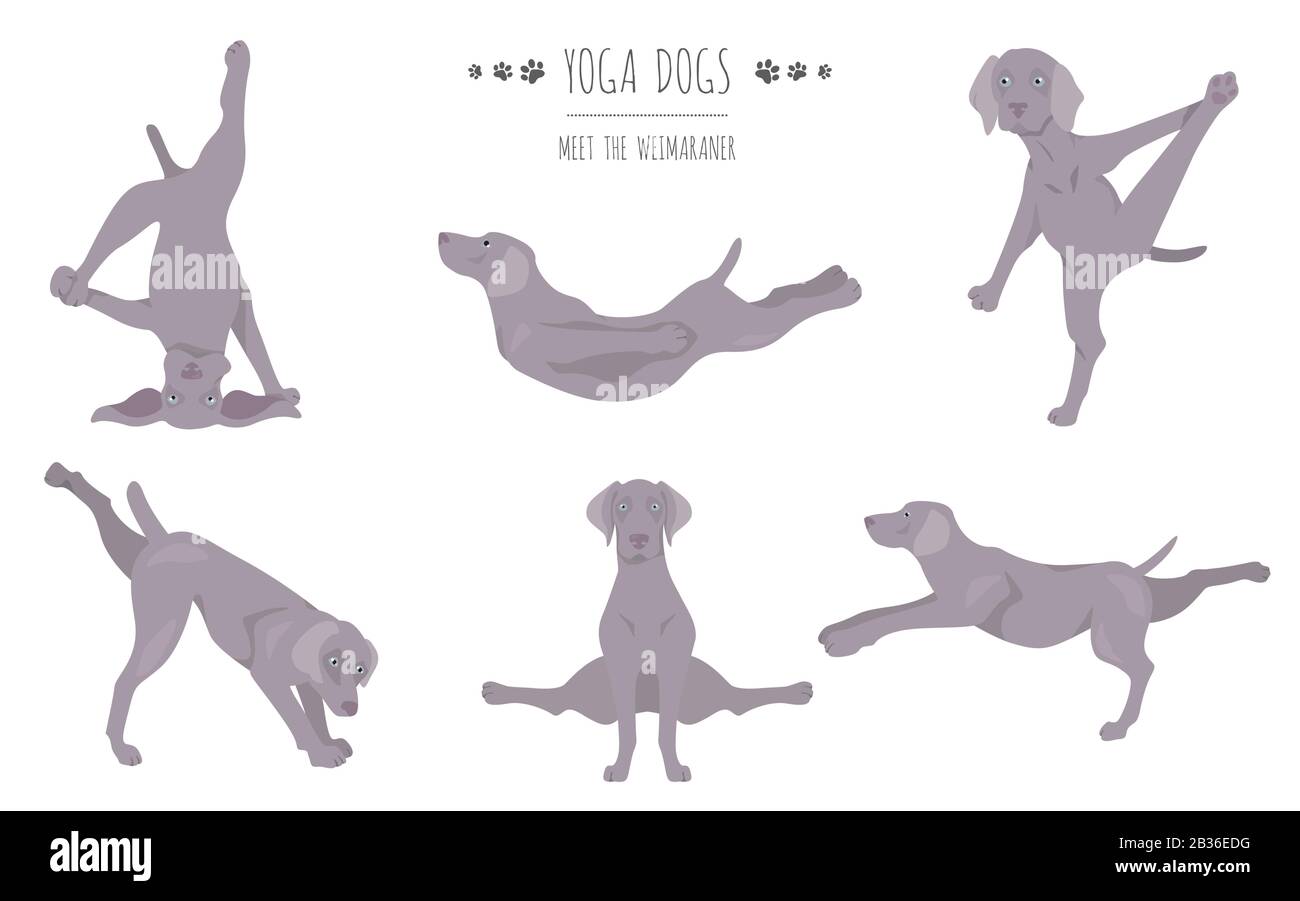 Les chiens de yoga poses et exercices affiche design. Clipart de Weimaraner. Illustration vectorielle Illustration de Vecteur