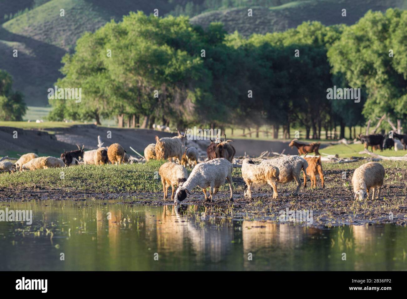 Mongolie, province de Bulgan, près de Namnang, troupeau de chèvres et de moutons buvant dans une rivière Banque D'Images