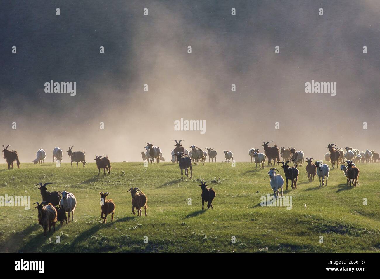 Mongolie, province de Bulgan, près de Namnang, troupeau de chèvres et de moutons dans la steppe herbacée Banque D'Images