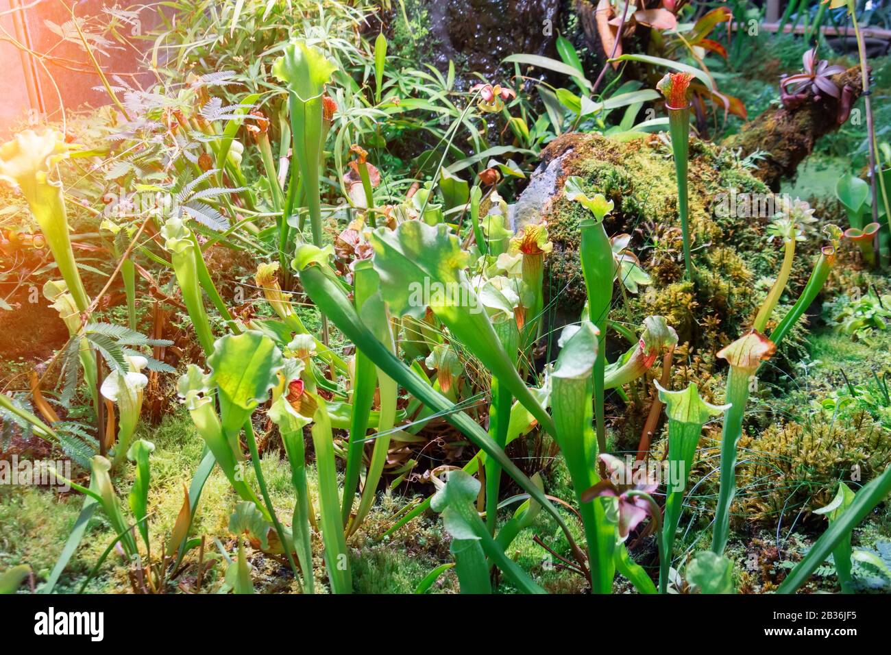 Plante de mangeant des insectes Sarracenia qui pousse dans le jardin Banque D'Images