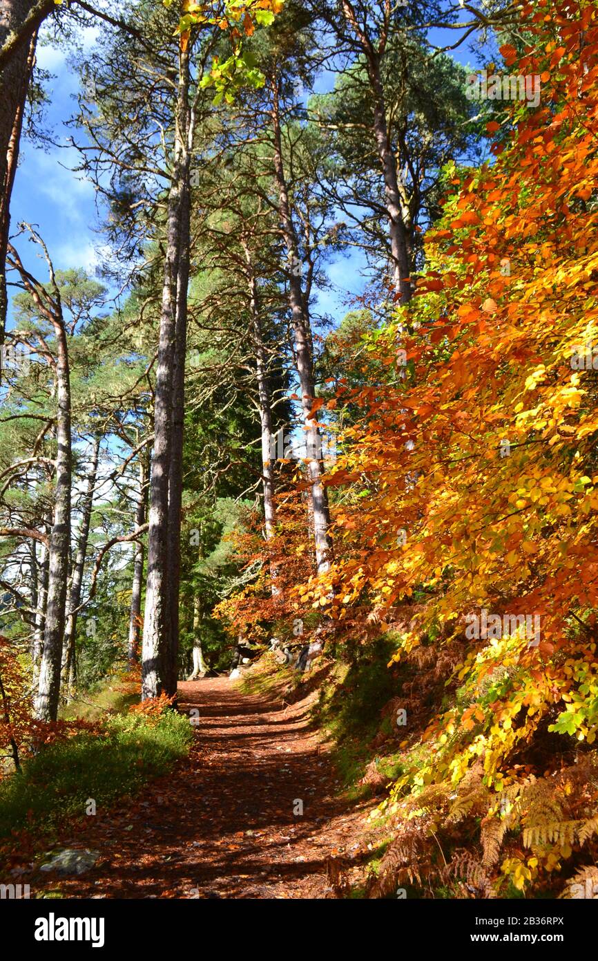 Automne sur un sentier boisés en Ecosse Banque D'Images