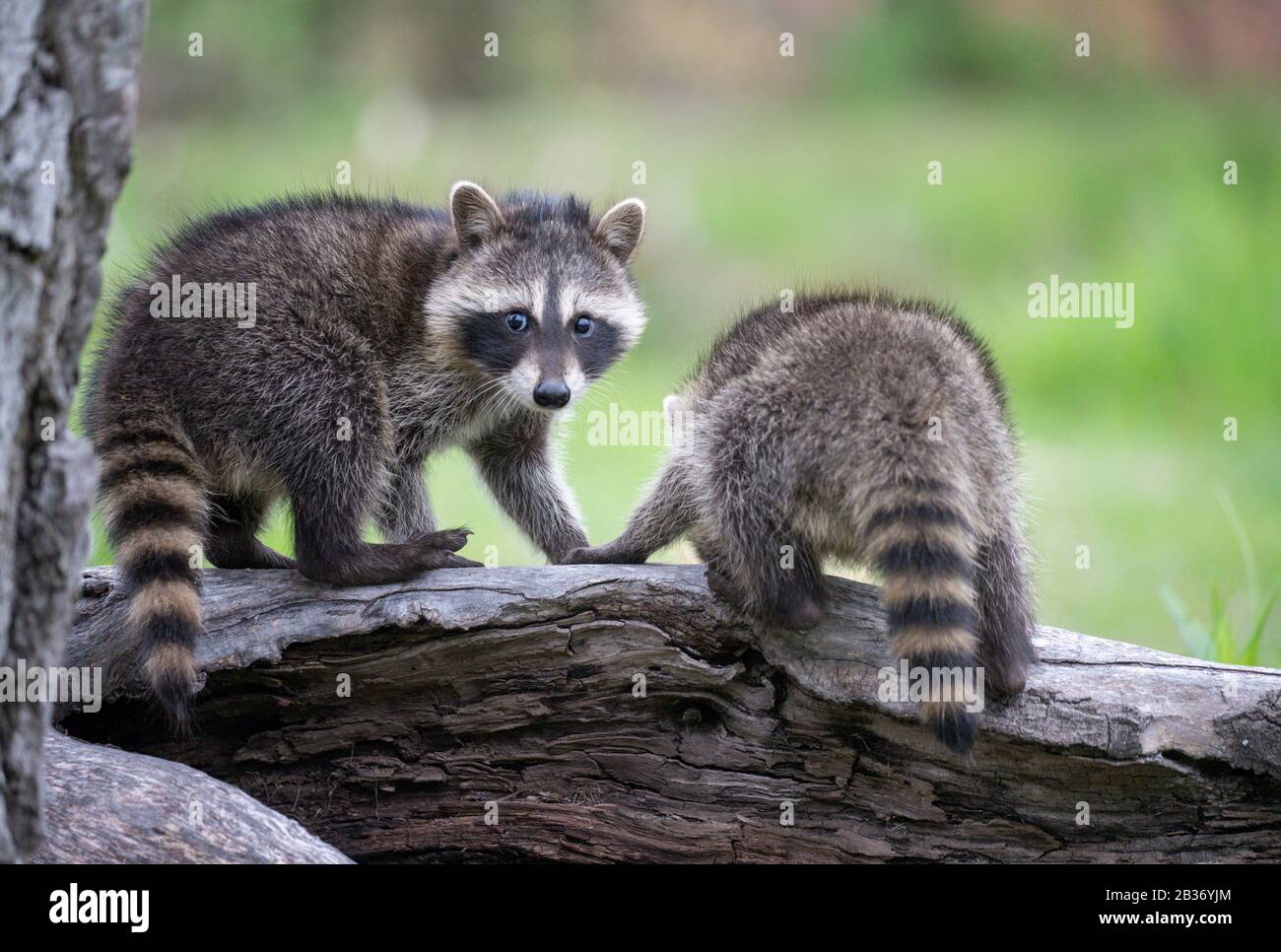 United Sates, Minnesota, Raccoon (Procyon lotor), captif Banque D'Images