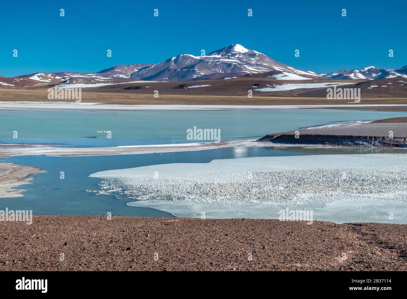 L'Argentine, la province de La Rioja, Laguna Brava Réserve Provinciale Banque D'Images