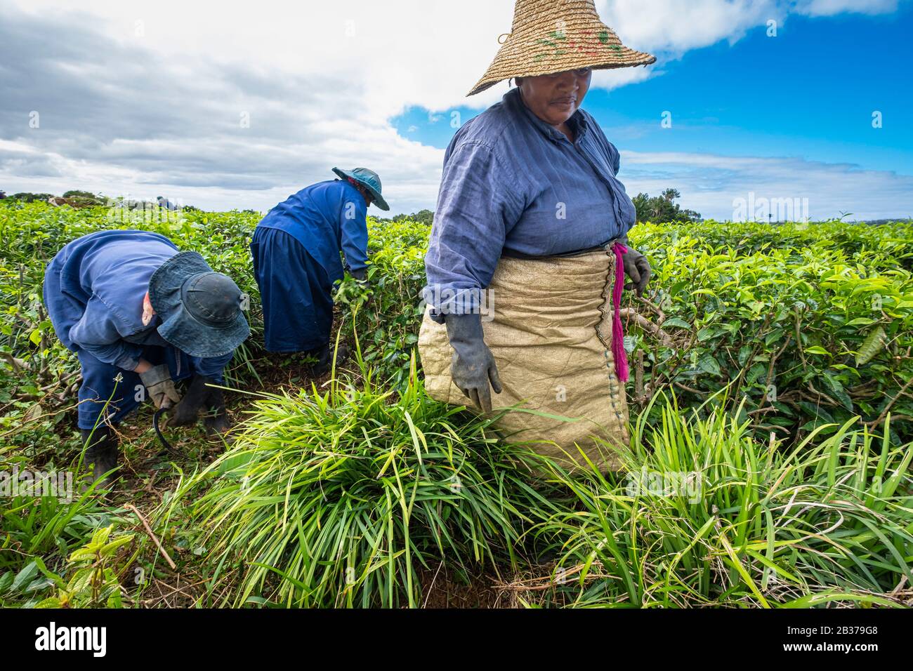 Maurice, quartier de Savanne, Grand Bois, domaine de Bois Chéri, le plus grand producteur de thé de Maurice, les femmes qui travaillent dans les plantations de thé Banque D'Images