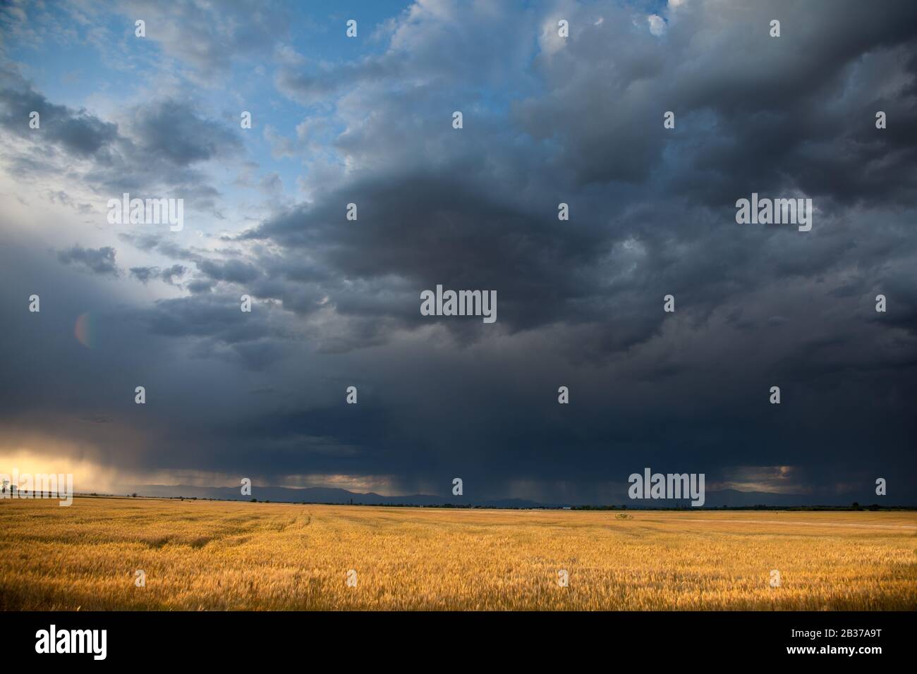 Paysage avec champ de blé mûr et à venir forte pluie et tempête dans une journée d'été. Banque D'Images