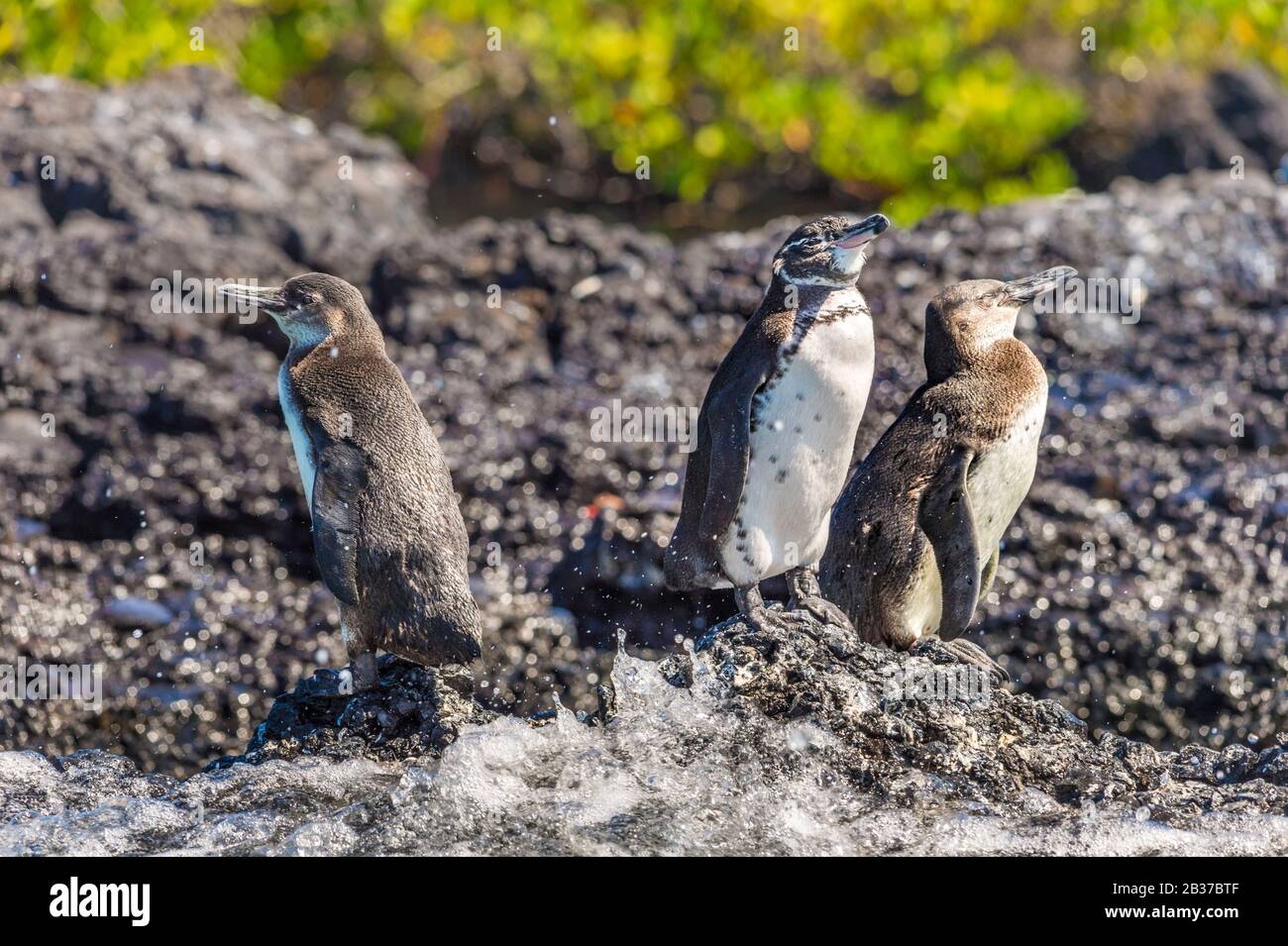 Équateur, Archipel De Galapagos, Site Du Patrimoine Mondial De L'Unesco, Île Isabela (Albemarie), Los Tintoreras, Galapagos Penguin (Spheniscus Mendiculus) Banque D'Images