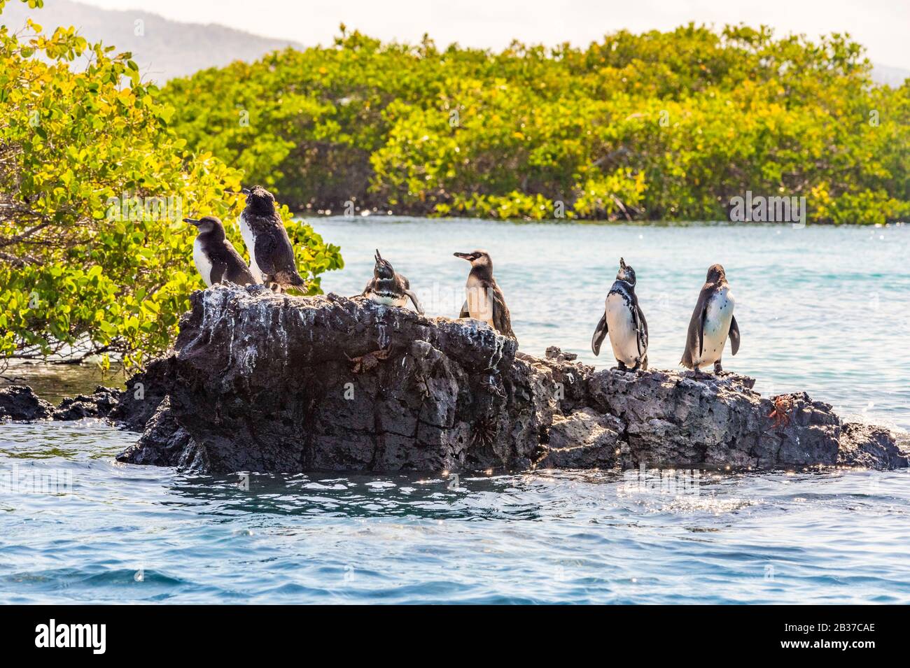 Équateur, Archipel De Galapagos, Site Du Patrimoine Mondial De L'Unesco, Île Isabela (Albemarie), Los Tintoreras, Galapagos Penguin (Spheniscus Mendiculus) Banque D'Images