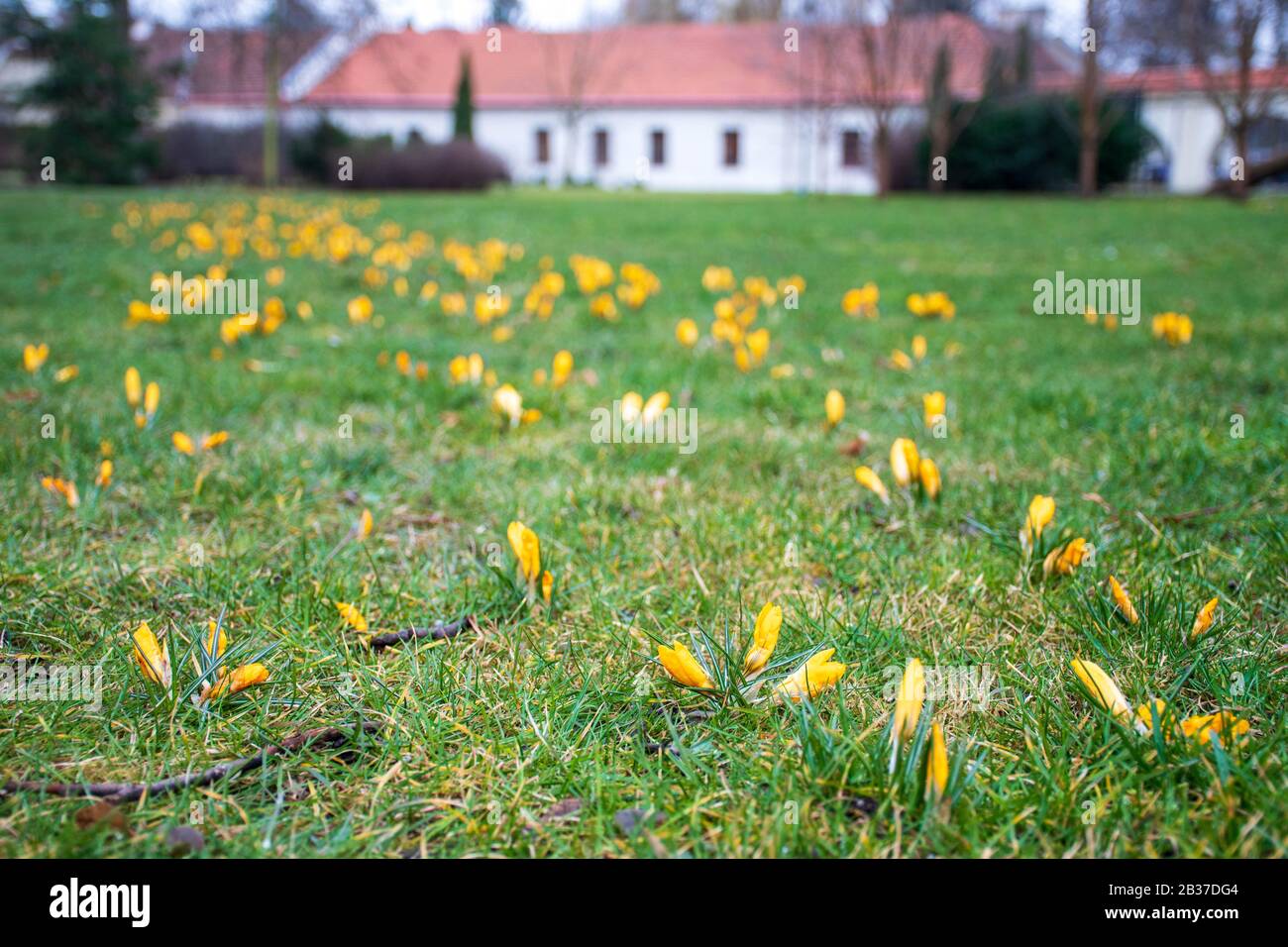 Premières fleurs du printemps sur le champ vert d'herbe après la pluie. Des crocuses florissants. Fleur orange jaune Banque D'Images