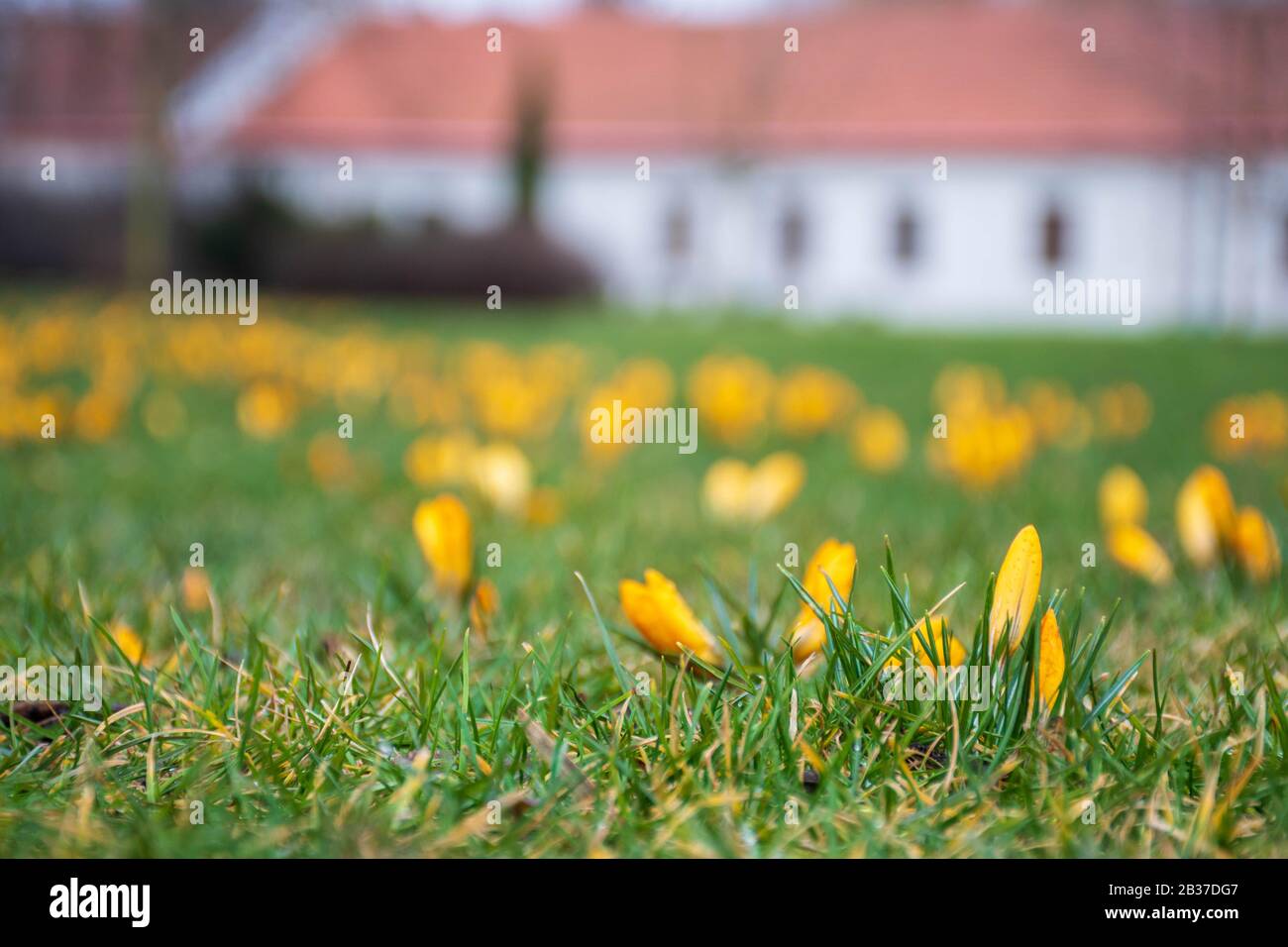 Premières fleurs du printemps sur le champ vert d'herbe après la pluie. Des crocuses florissants. Fleur orange jaune Banque D'Images