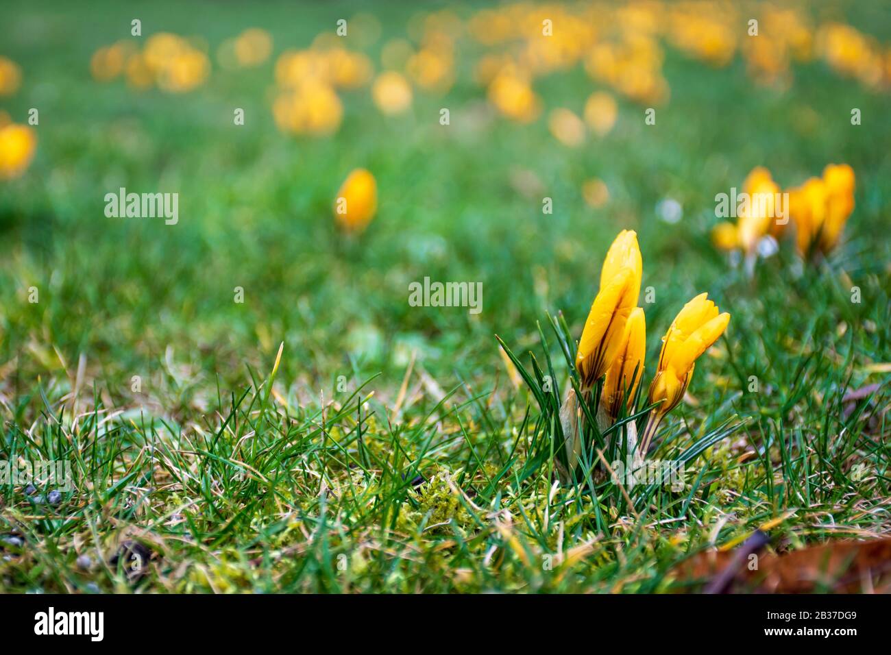 Premières fleurs du printemps sur le champ vert d'herbe après la pluie. Des crocuses florissants. Fleur orange jaune Banque D'Images