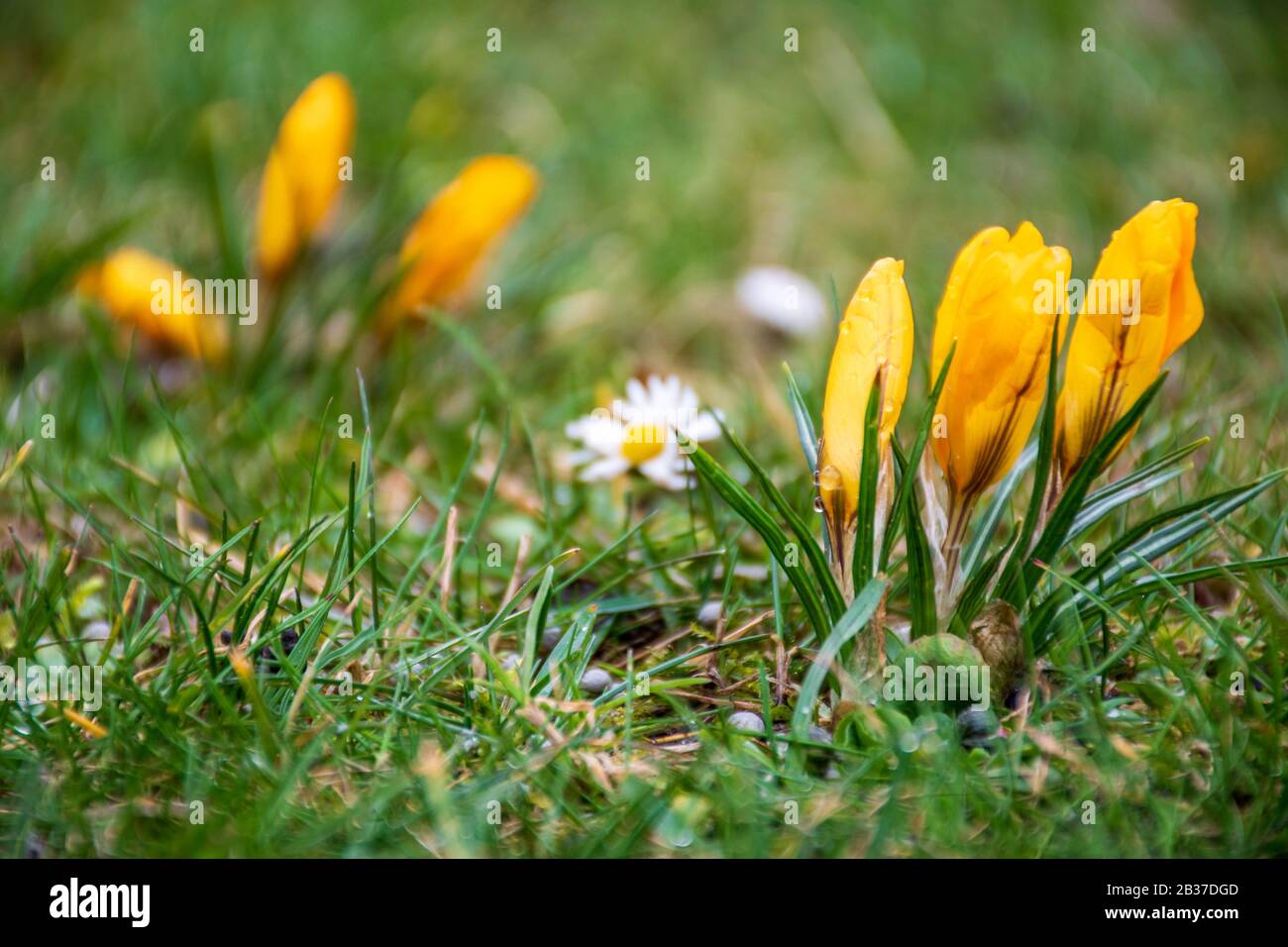 Premières fleurs du printemps sur le champ vert d'herbe après la pluie. Des crocuses florissants. Fleur orange jaune Banque D'Images