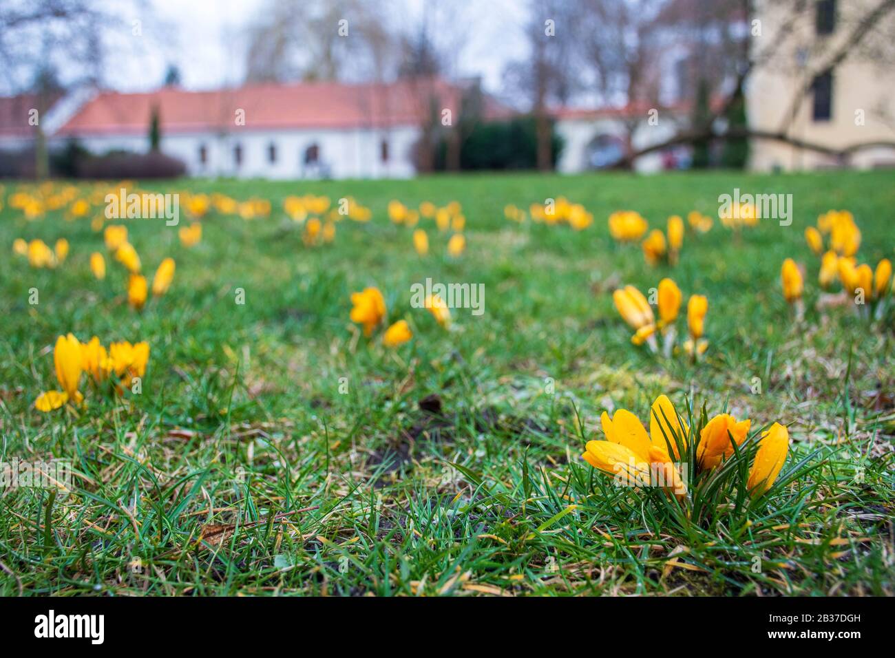Premières fleurs du printemps sur le champ vert d'herbe après la pluie. Des crocuses florissants. Fleur orange jaune Banque D'Images