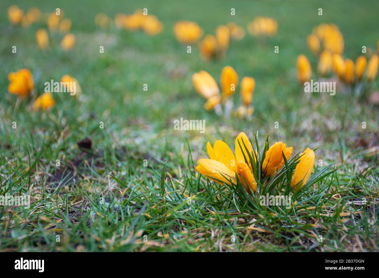 Premières fleurs du printemps sur le champ vert d'herbe après la pluie. Des crocuses florissants. Fleur orange jaune Banque D'Images