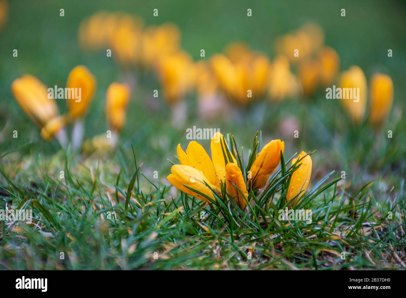 Premières fleurs du printemps sur le champ vert d'herbe après la pluie. Des crocuses florissants. Fleur orange jaune Banque D'Images