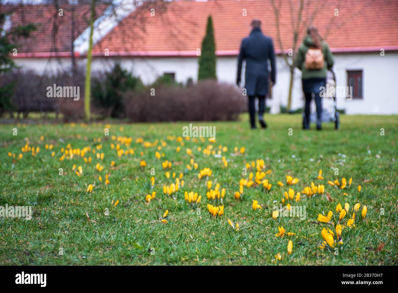 Premières fleurs du printemps sur le champ vert d'herbe après la pluie avec couple avec poussette marchant dans le parc. Des crocuses florissants. Fleur orange jaune Banque D'Images