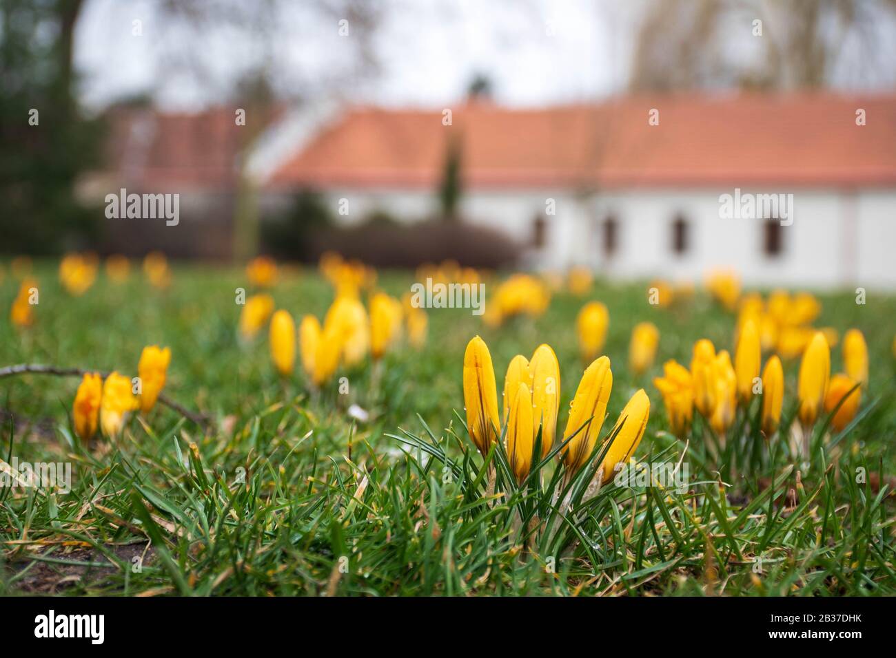 Premières fleurs du printemps sur le champ vert d'herbe après la pluie. Des crocuses florissants. Fleur orange jaune Banque D'Images
