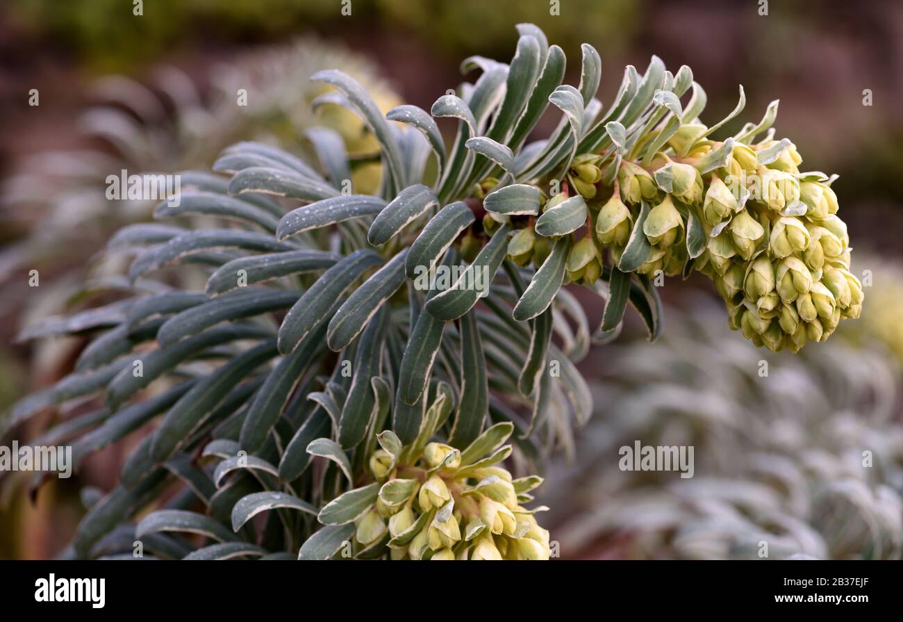 Gros Plan Du Glacier Euphorbia Bleu. Banque D'Images