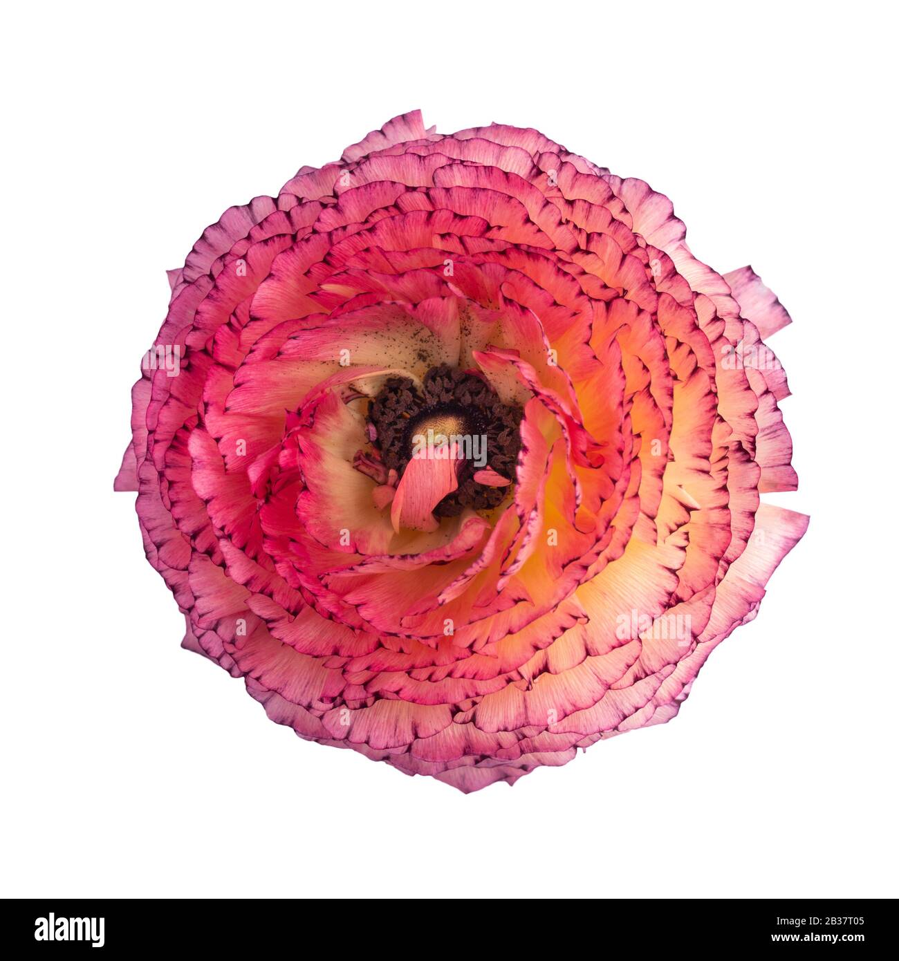 Ranunculus s'épanouit sur le blanc Banque D'Images