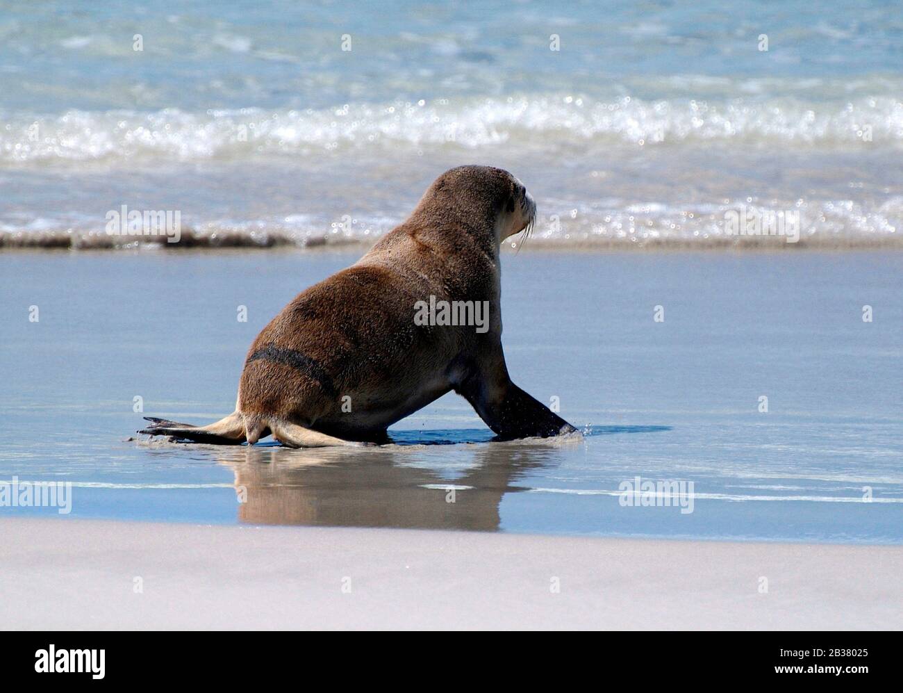 Australie, jeune lion de mer australien sur la plage de la baie de phoque sur l'île de kangourou Banque D'Images