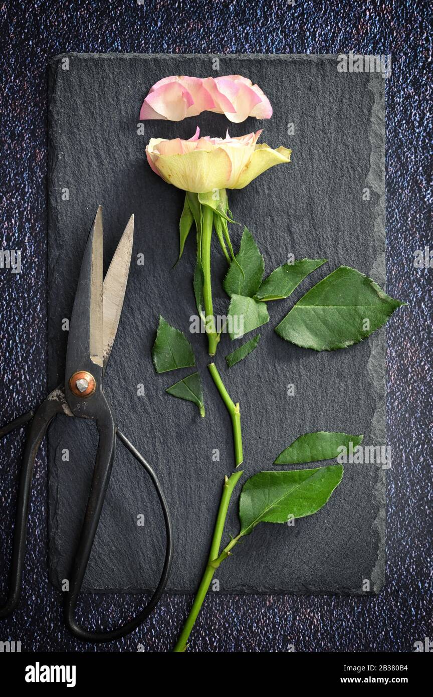 Couper Rose Rose Et Ciseaux Sur Ardeisa Stone Banque D'Images