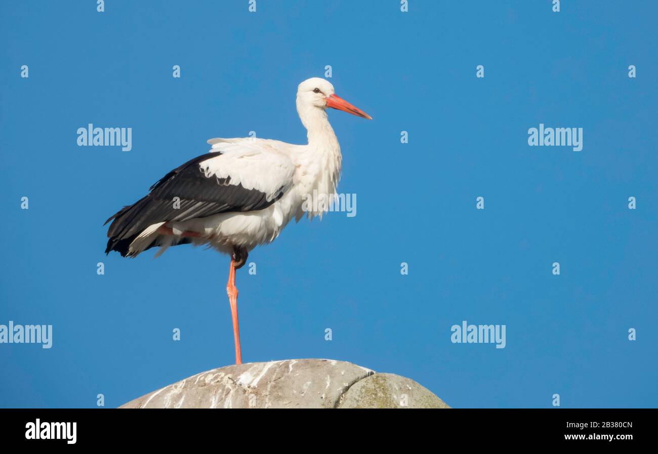 Weissstorch überwintert à Hambourg, Ciconia ciconia Banque D'Images