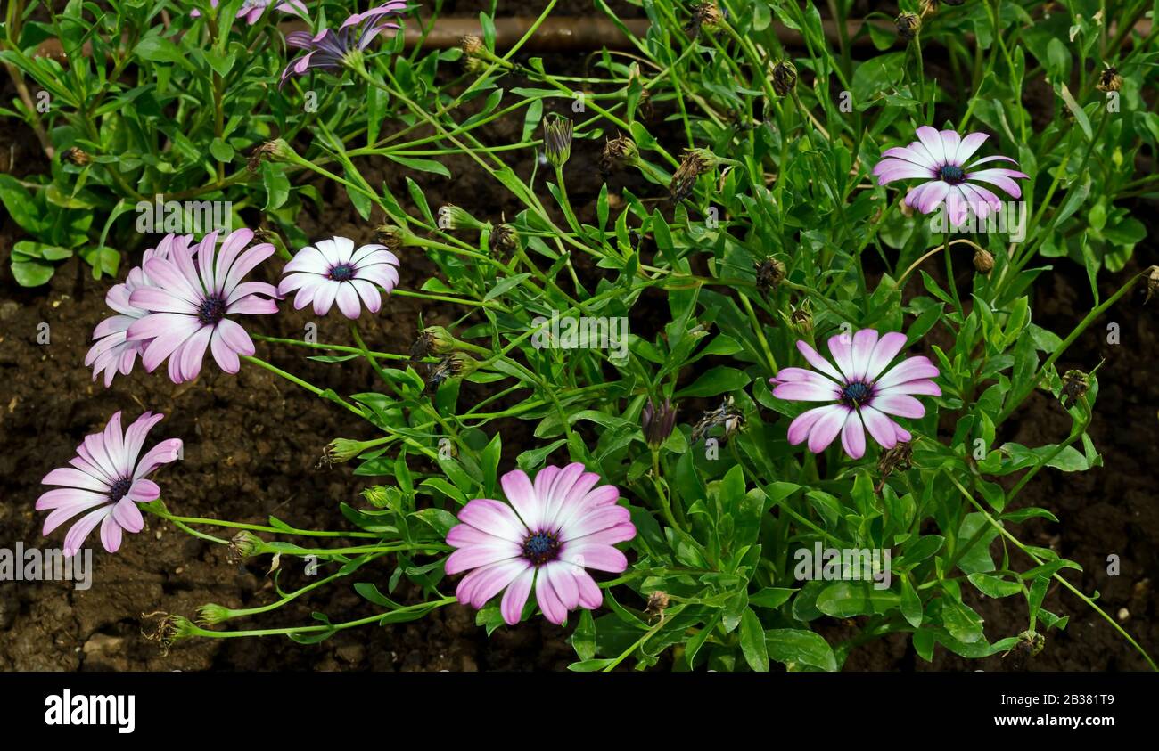 Une belle fleur de jardin connue sous le nom d'Osteospermum, Dimorphotheca Sinuata ou African Daisy, Sofia, Bulgarie Banque D'Images Une belle fleur de jardin connue sous le nom d'Osteospermum, Dimorphotheca Sinuata ou African Daisy, Sofia, Bulgarie Banque D'Images