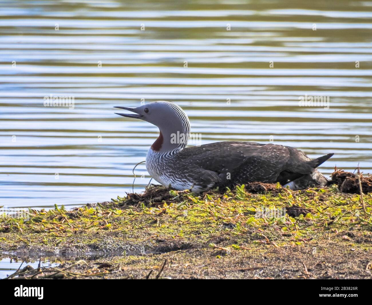 Brütender Sterntaucher, Gavia stellata / reproduction Red-throated Diver, Gavia stellata Banque D'Images