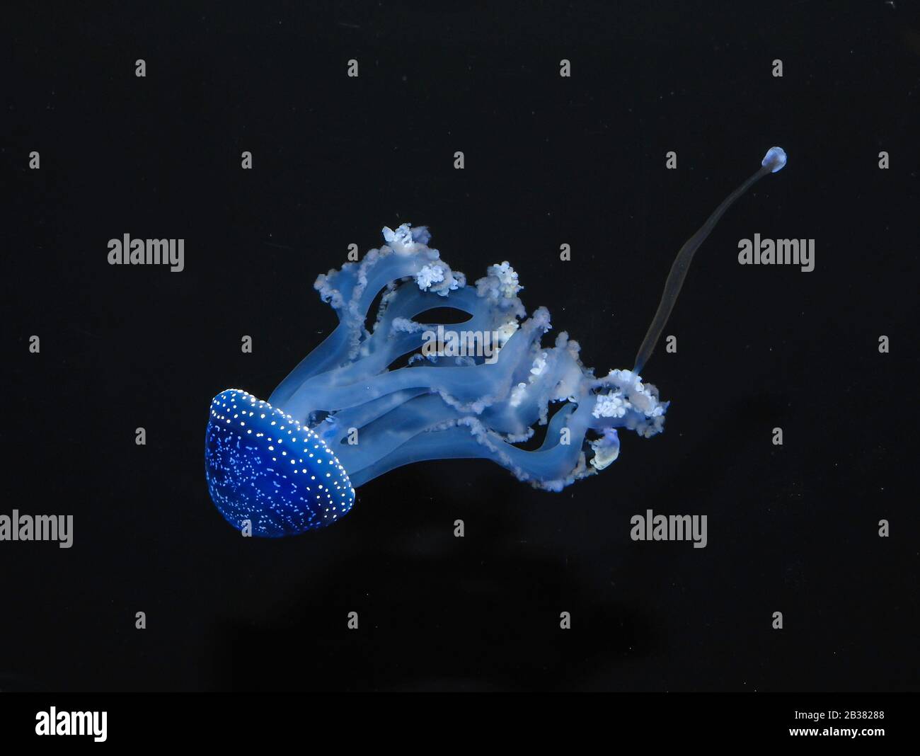 Gepunktete Wurzelmundqualle, Phyllorhiza punnctata / Jellyfish à pois blancs, Phyllorhiza punnctata Banque D'Images