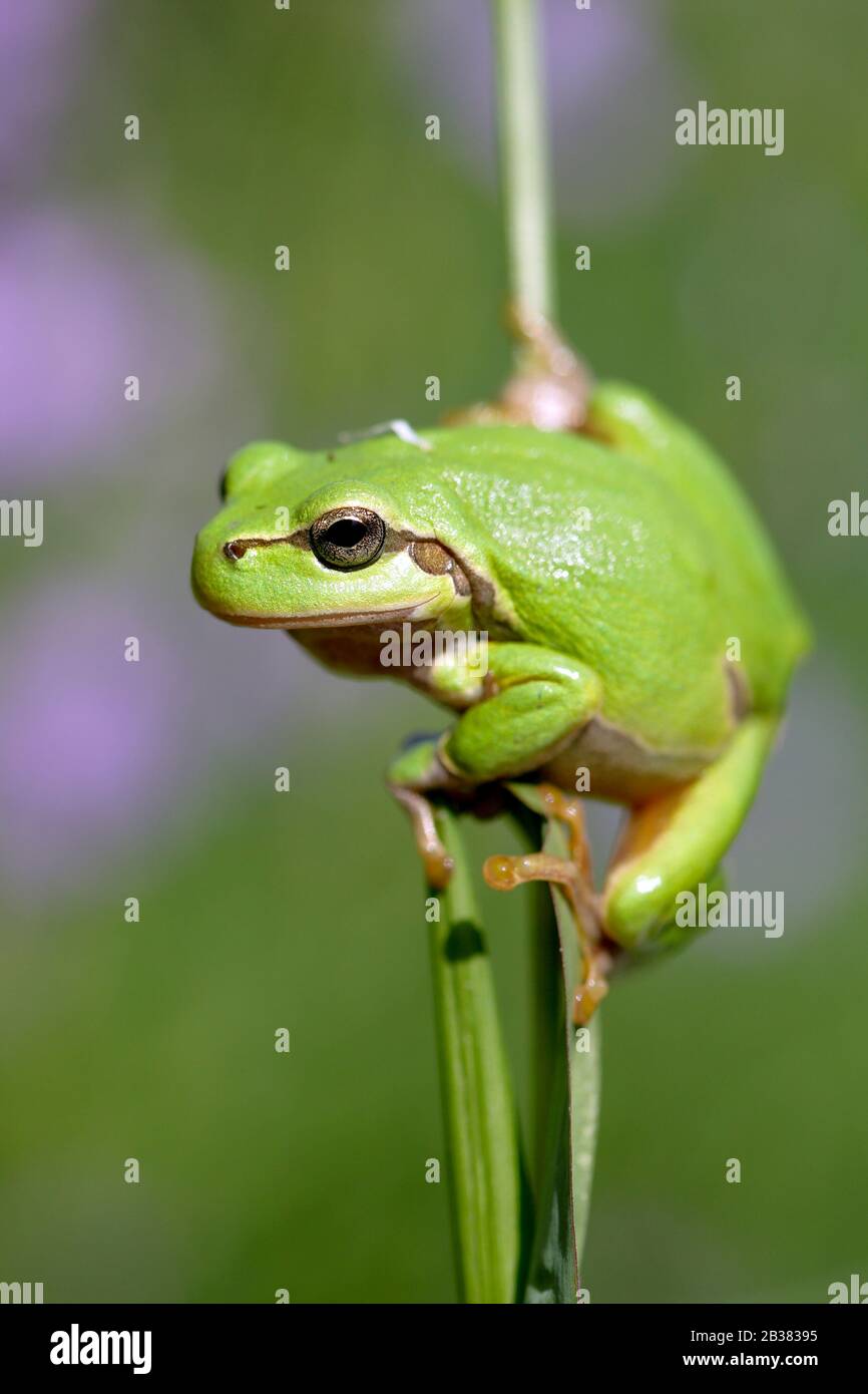 Laubfrosch (Hyla arborea) Banque D'Images