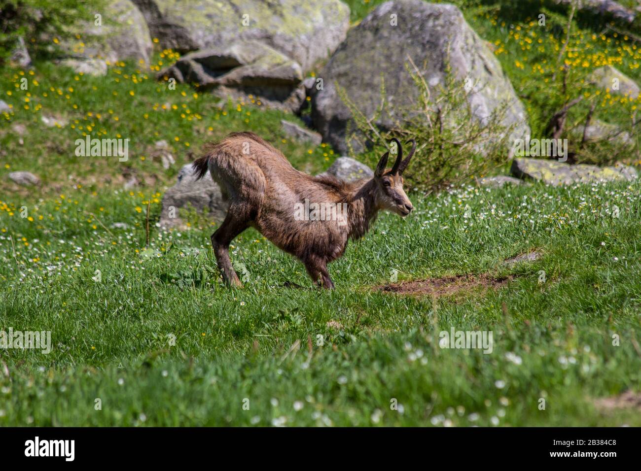 Chamois dans les Alpes italiennes Banque D'Images