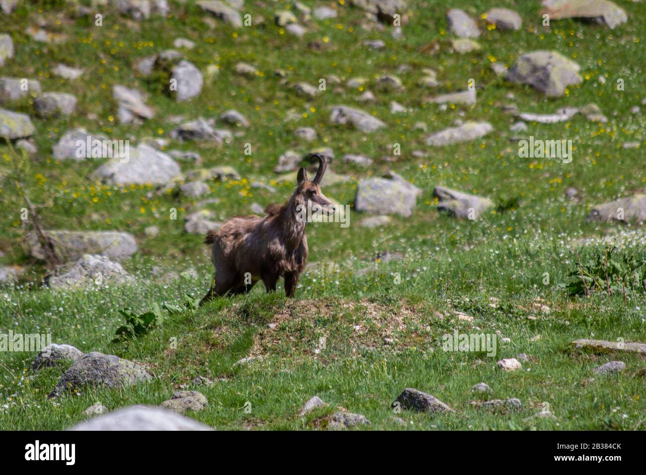 Chamois dans les Alpes italiennes Banque D'Images