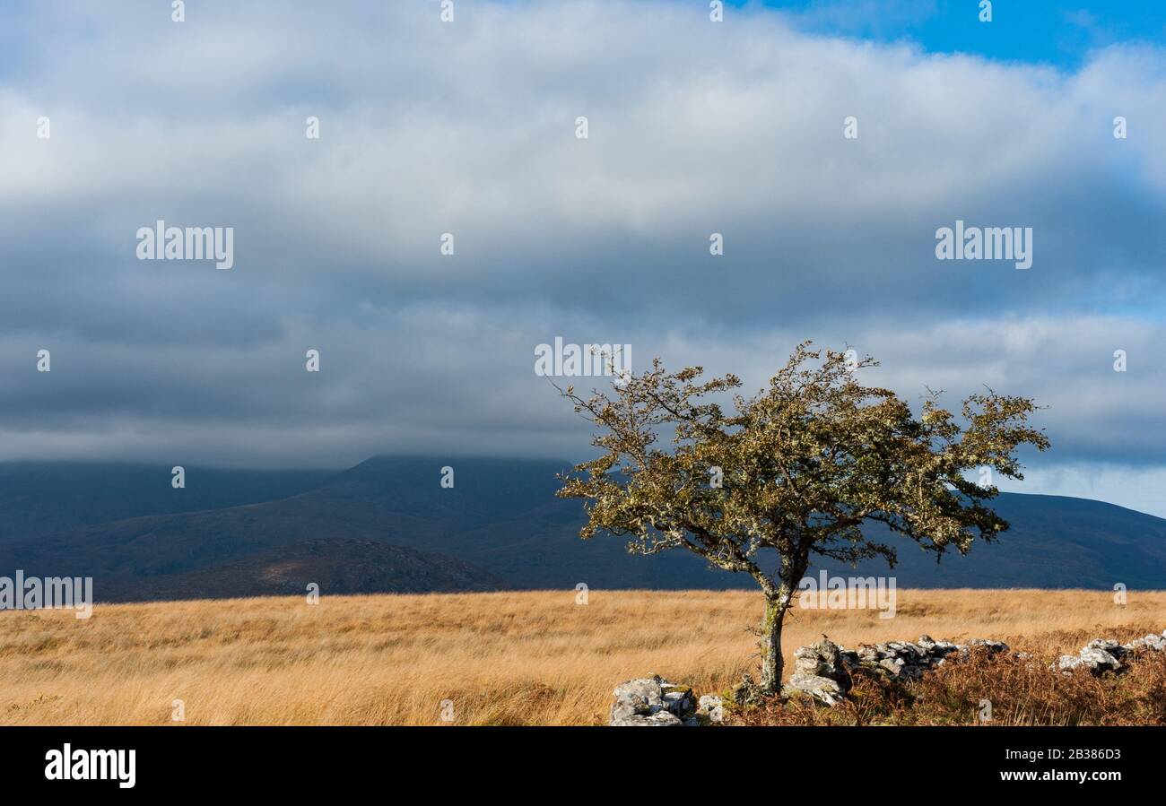 Arbre solitaire et vieux mur de pierre dans le paysage pittoresque du parc national de Killarney, fond de ciel nuageux Banque D'Images