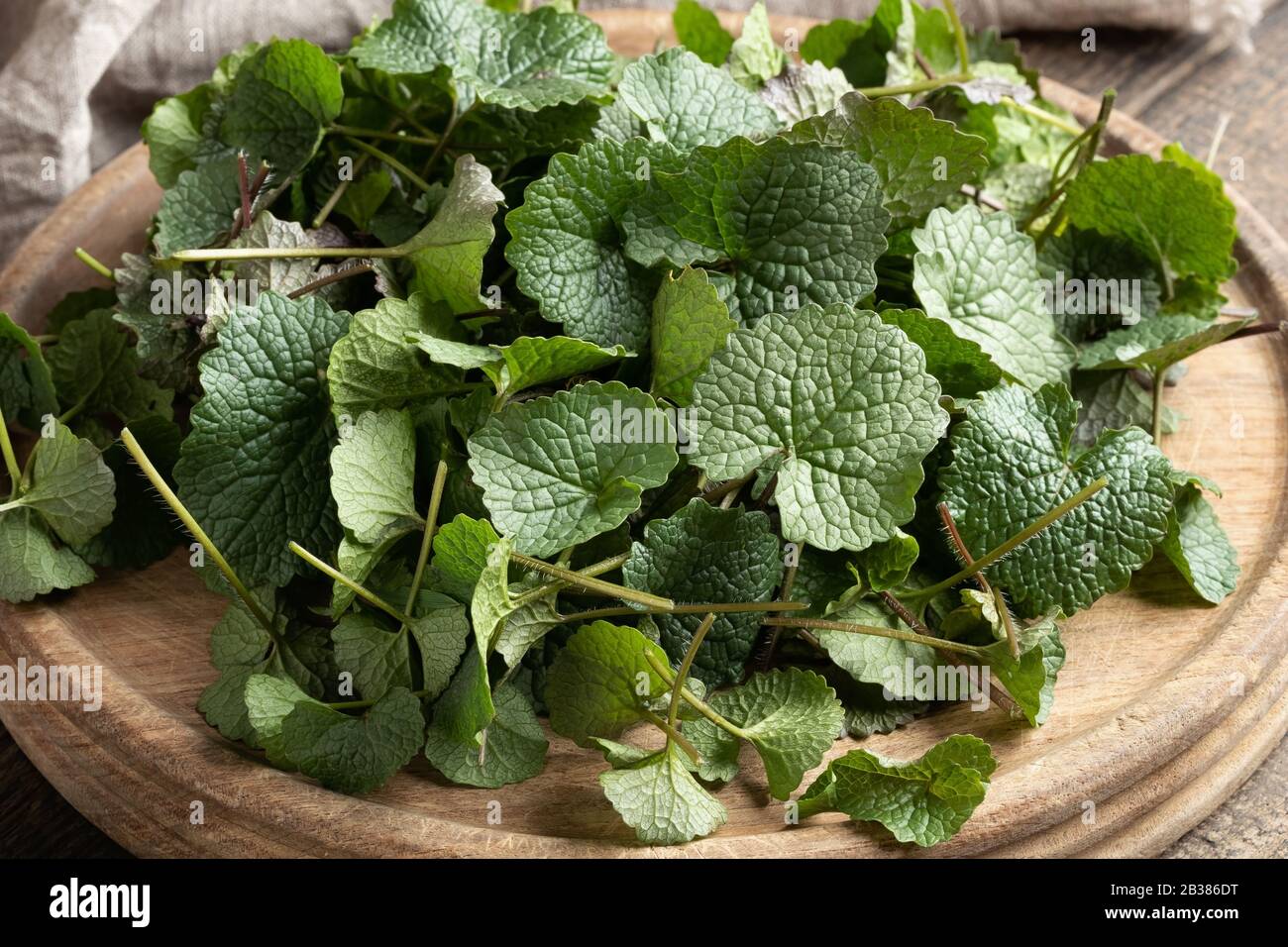 Un tas de jeunes feuilles de moutarde à l'ail ou d'Alliaria petiolata - une plante comestible sauvage recueillie au début du printemps Banque D'Images